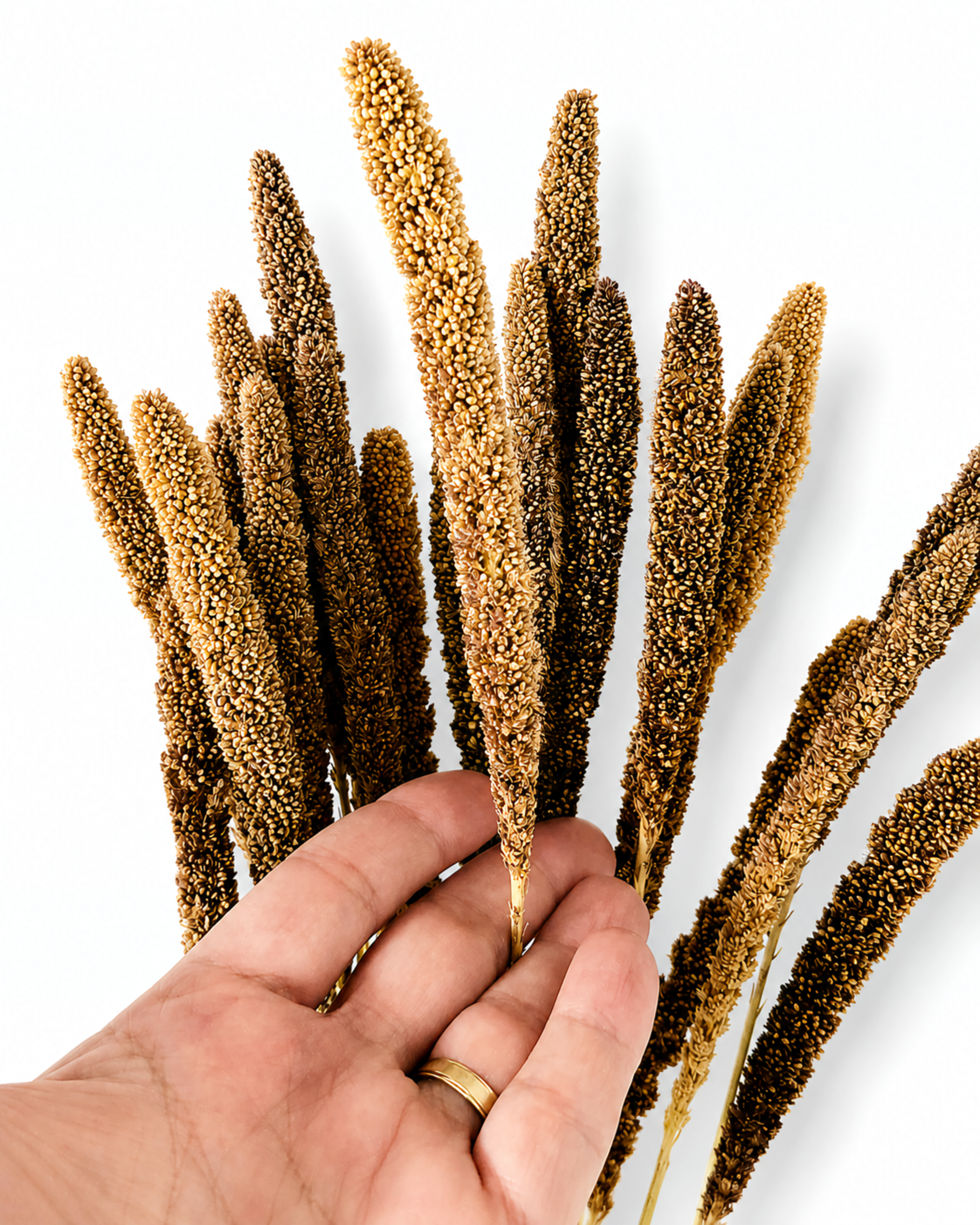 Close-up of fluffy natural beige and brown dried Setaria heads held in a hand showing texture.
