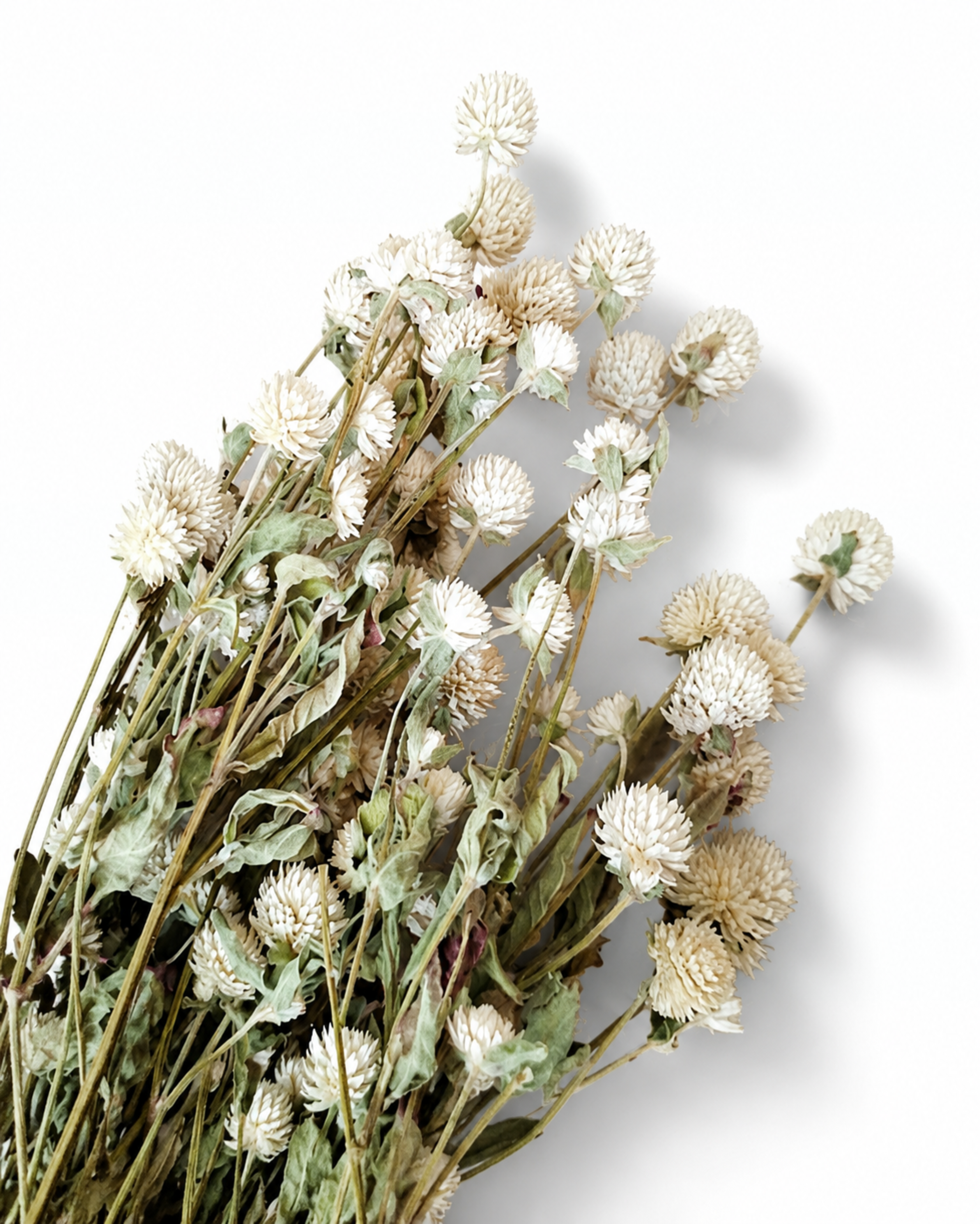 Ivory Gomphrena Stems