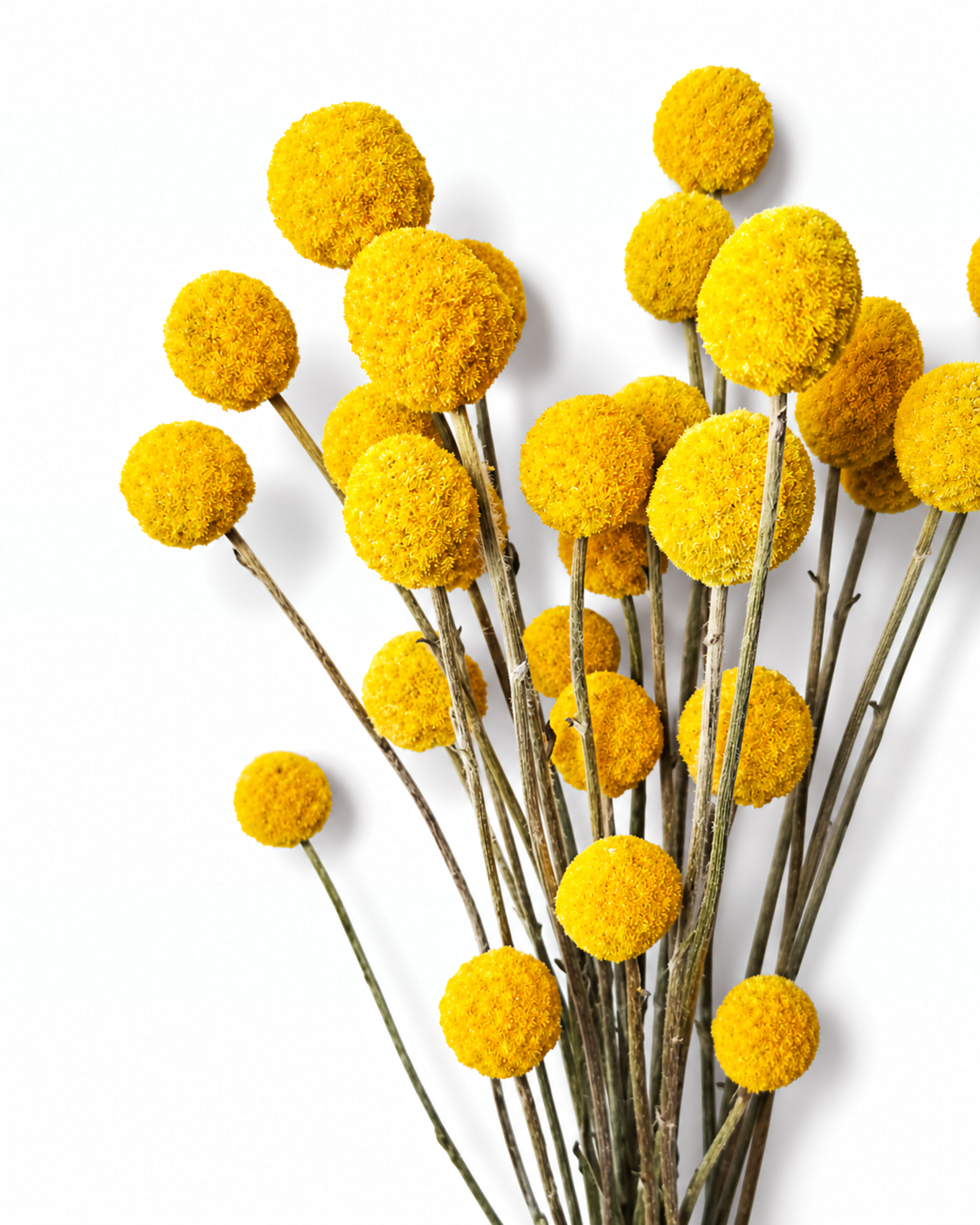 Detailed close-up view of dried yellow Craspedia globes highlighting natural texture and bright golden color.
