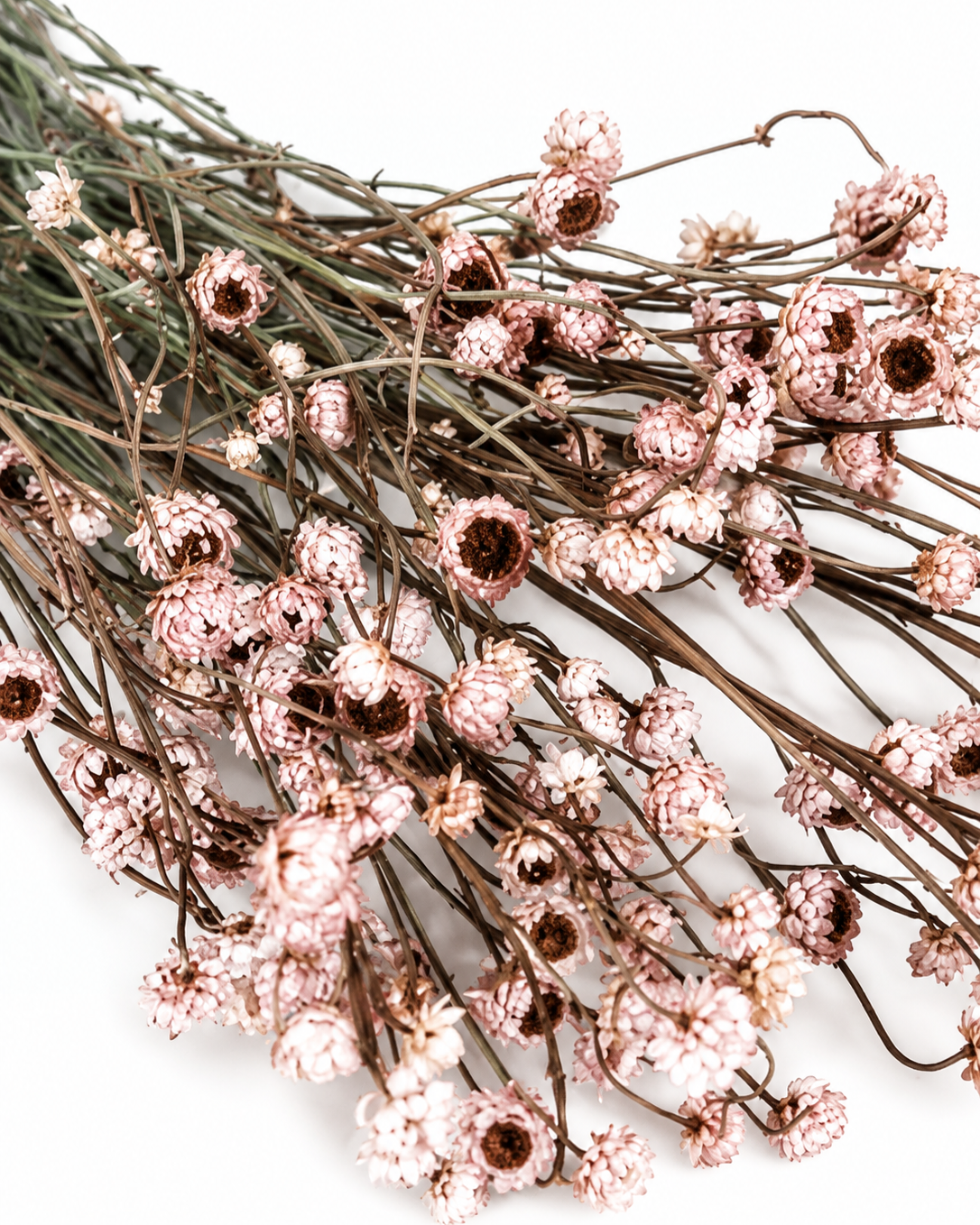 Dusty Rose Dried Flower Bouquet