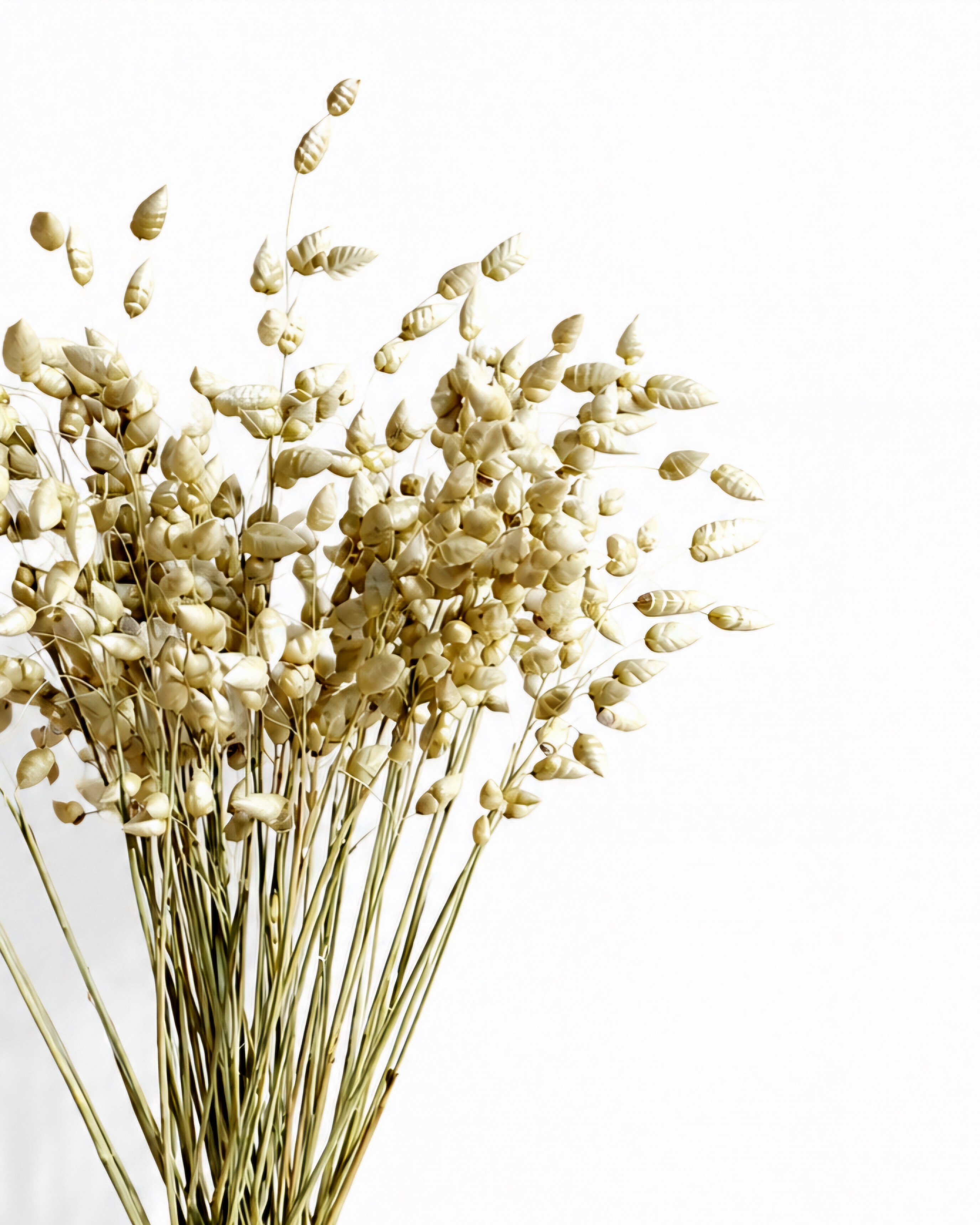 Full view of a 50-stem Briza grass bundle arranged in a textured white ceramic vase.
