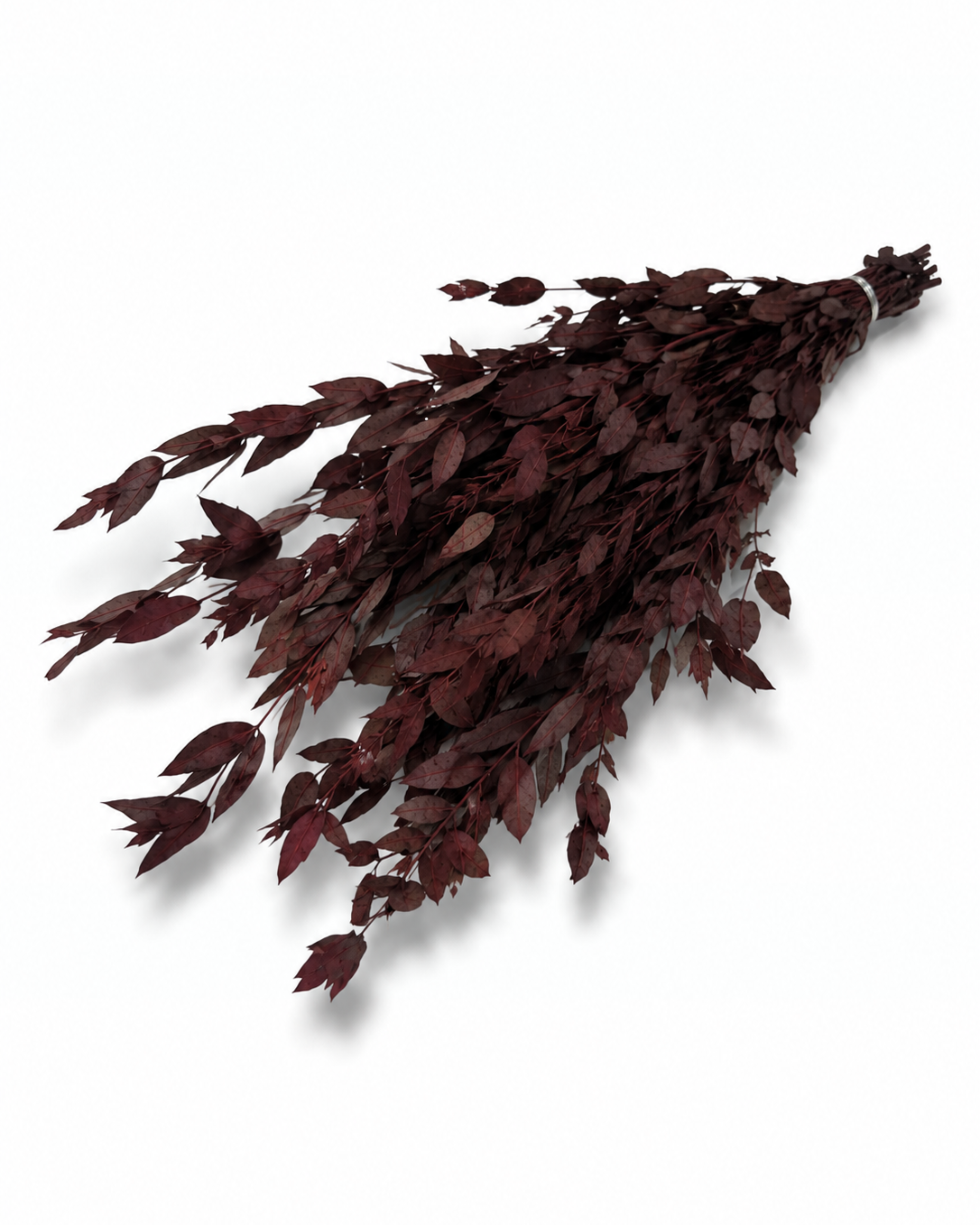 Naturally air-preserved deep burgundy Eucalyptus Parvifolia branches, 5-6 pieces pack, 40-50cm height for elegant rustic interior decoration.
