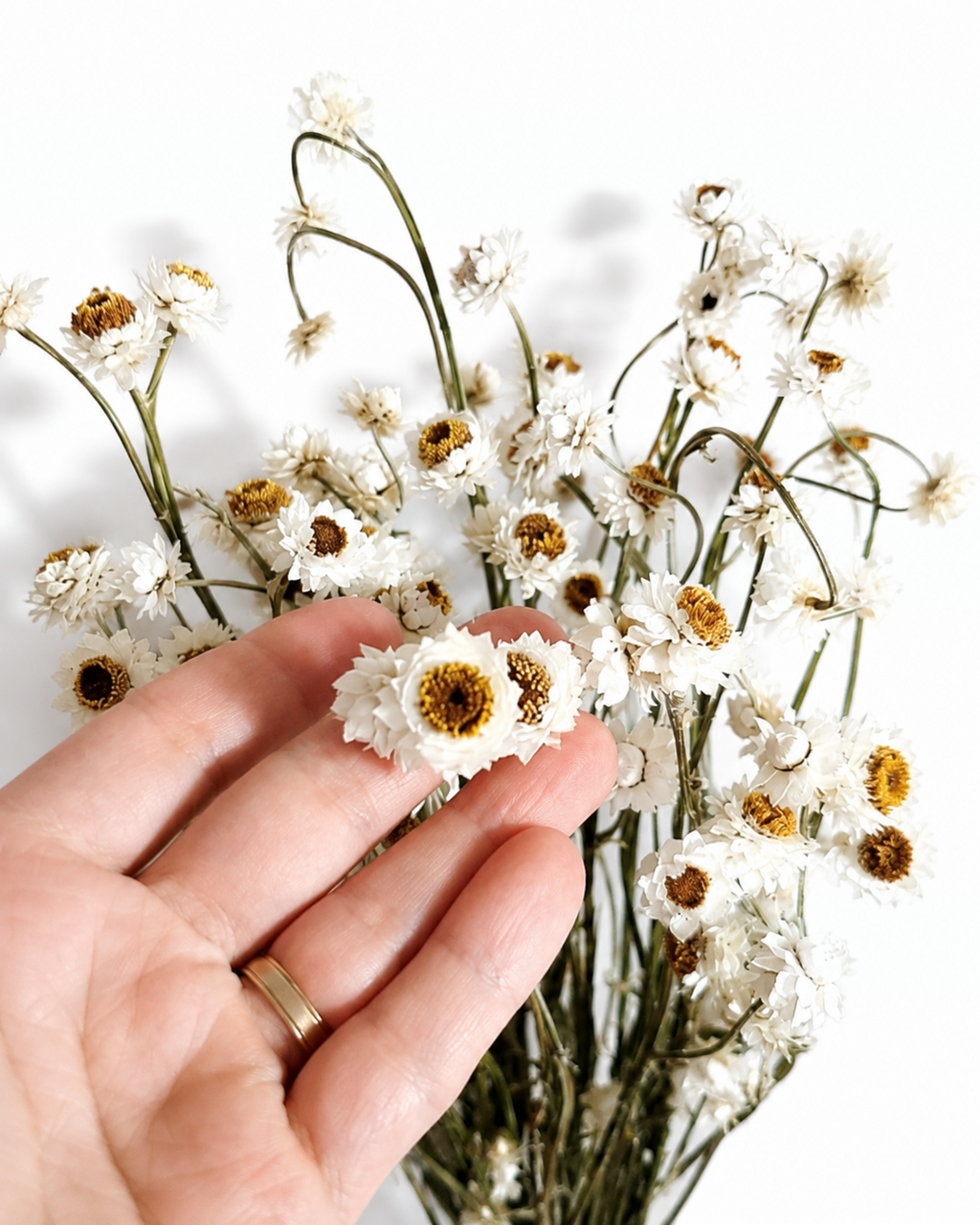 Close up of stabilized white ammobium heads on a hand showing real medium size and yellow centers