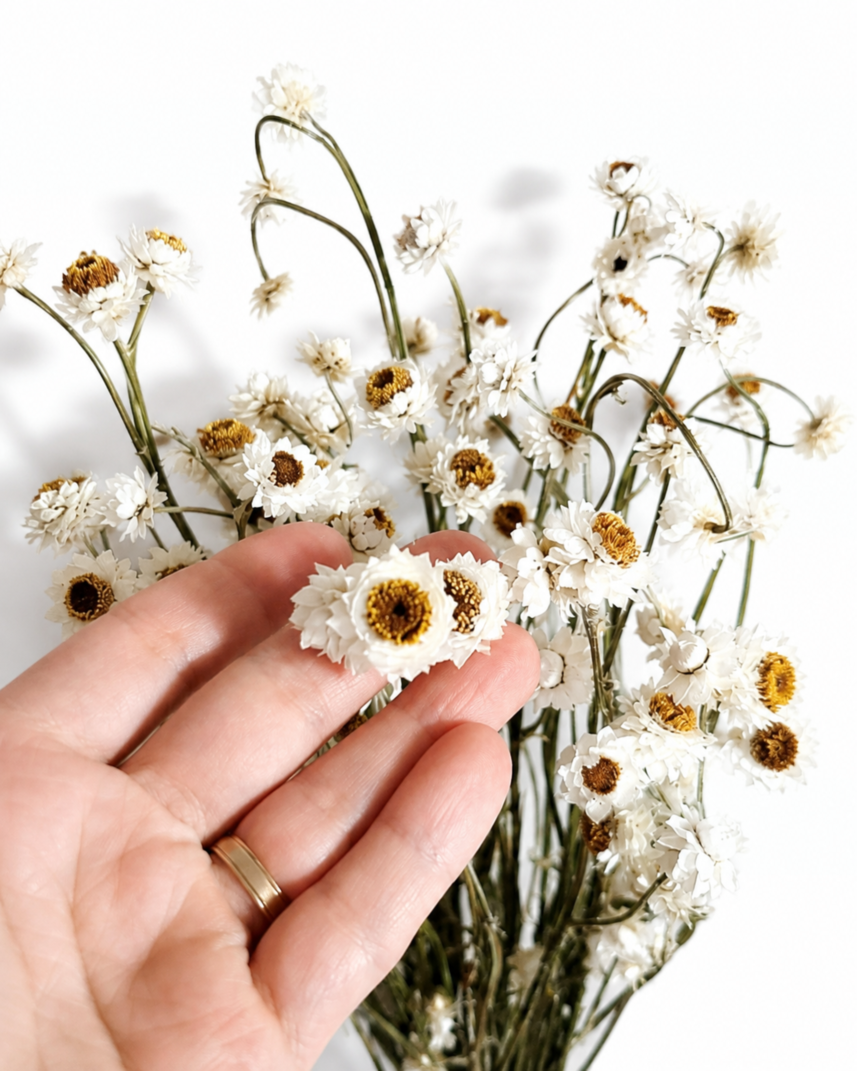 Close up of stabilized white ammobium heads on a hand showing real medium size and yellow centers