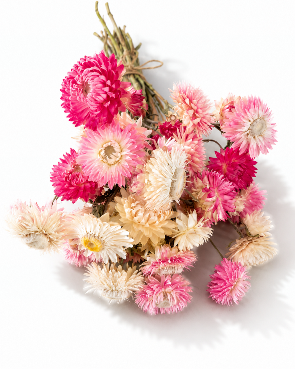 Freshly dried pink and beige Helichrysum strawflower bundle tied with string laying flat on a clean surface.
