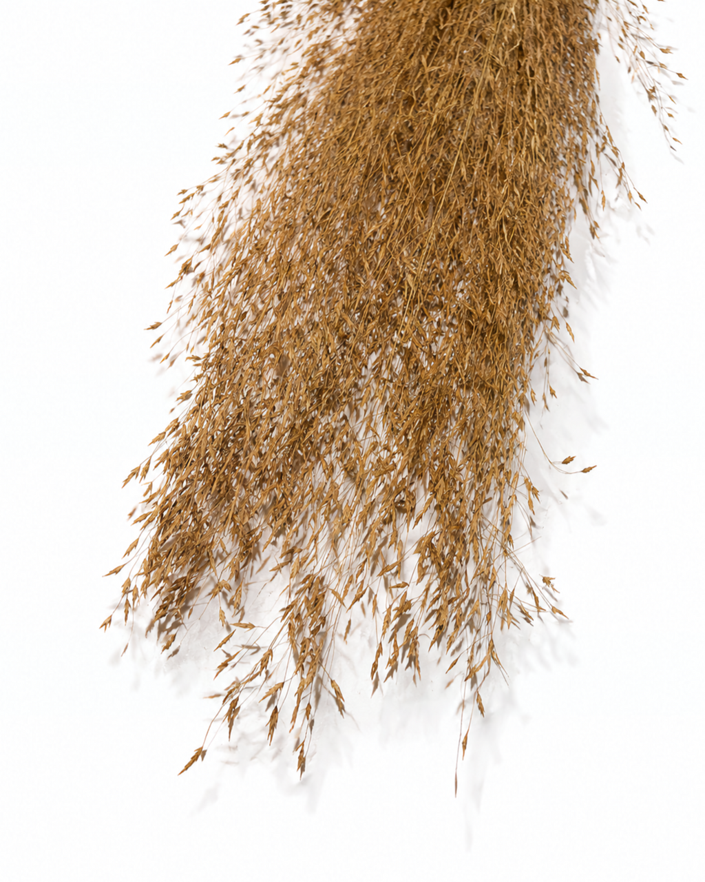 Tall Dried Rice Grass Bundle - Beige Natural Grass Stems