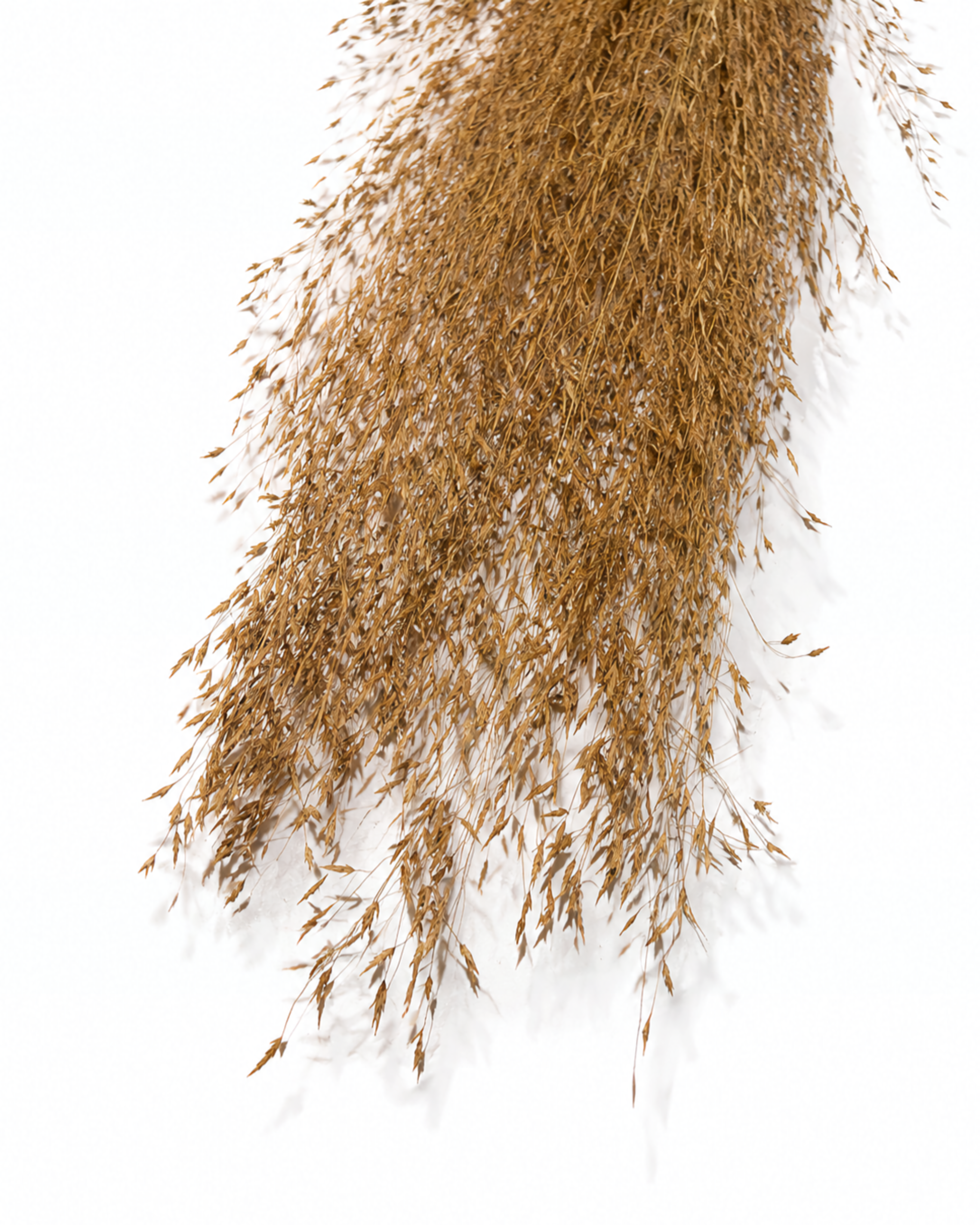 Tall Dried Rice Grass Bundle - Beige Natural Grass Stems