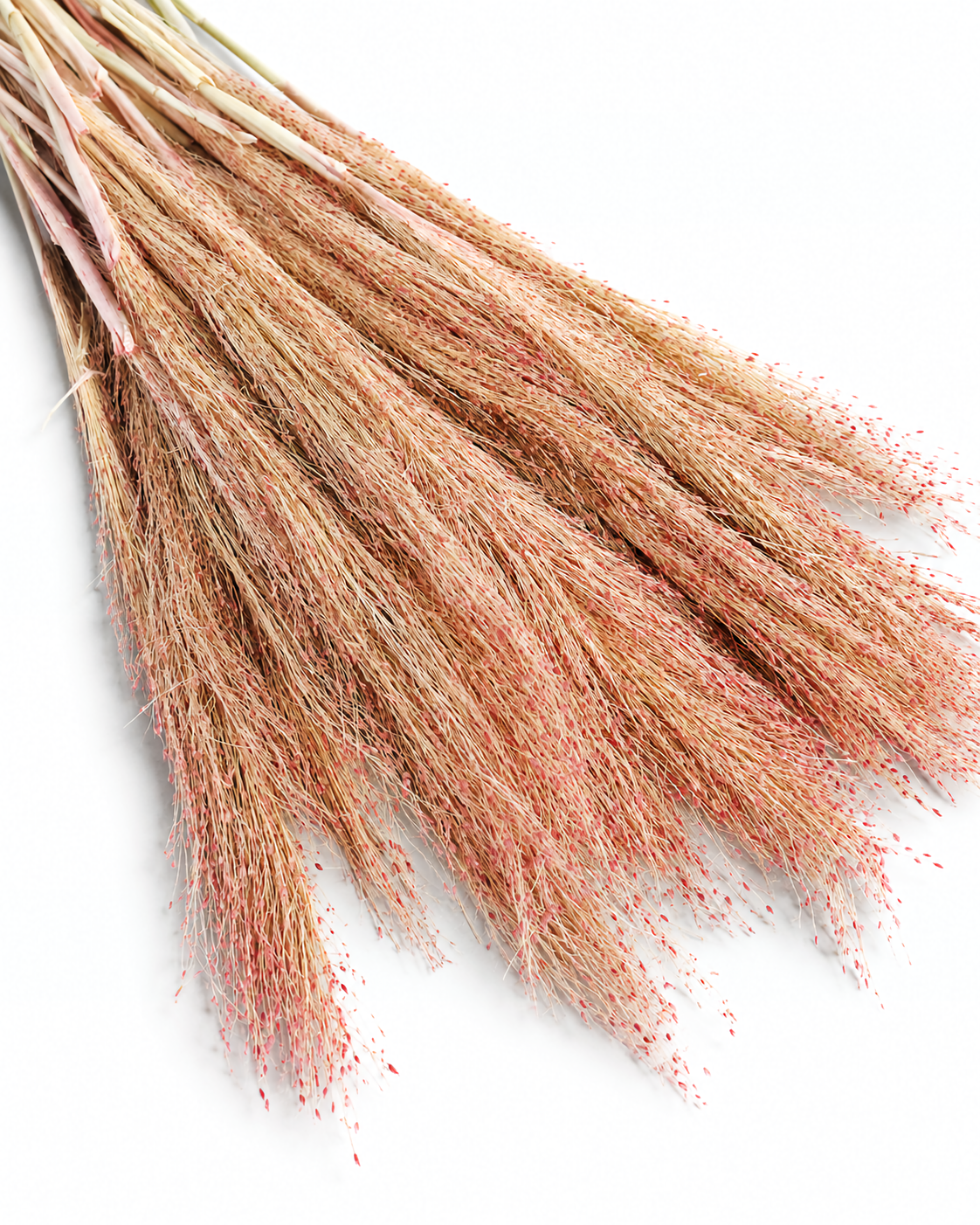 A tied 100g bundle of dried red Panicum grass stems lying diagonally on a white background, showcasing the full stem length of 40-45 cm and clean stem bases.
