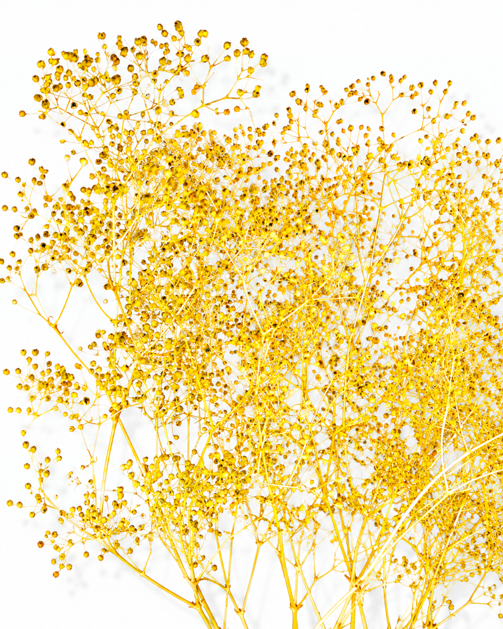 A full, fluffy bunch of premium preserved Yellow Gypsophila stems (Baby's Breath) featuring hundreds of tiny sunny blossoms.
