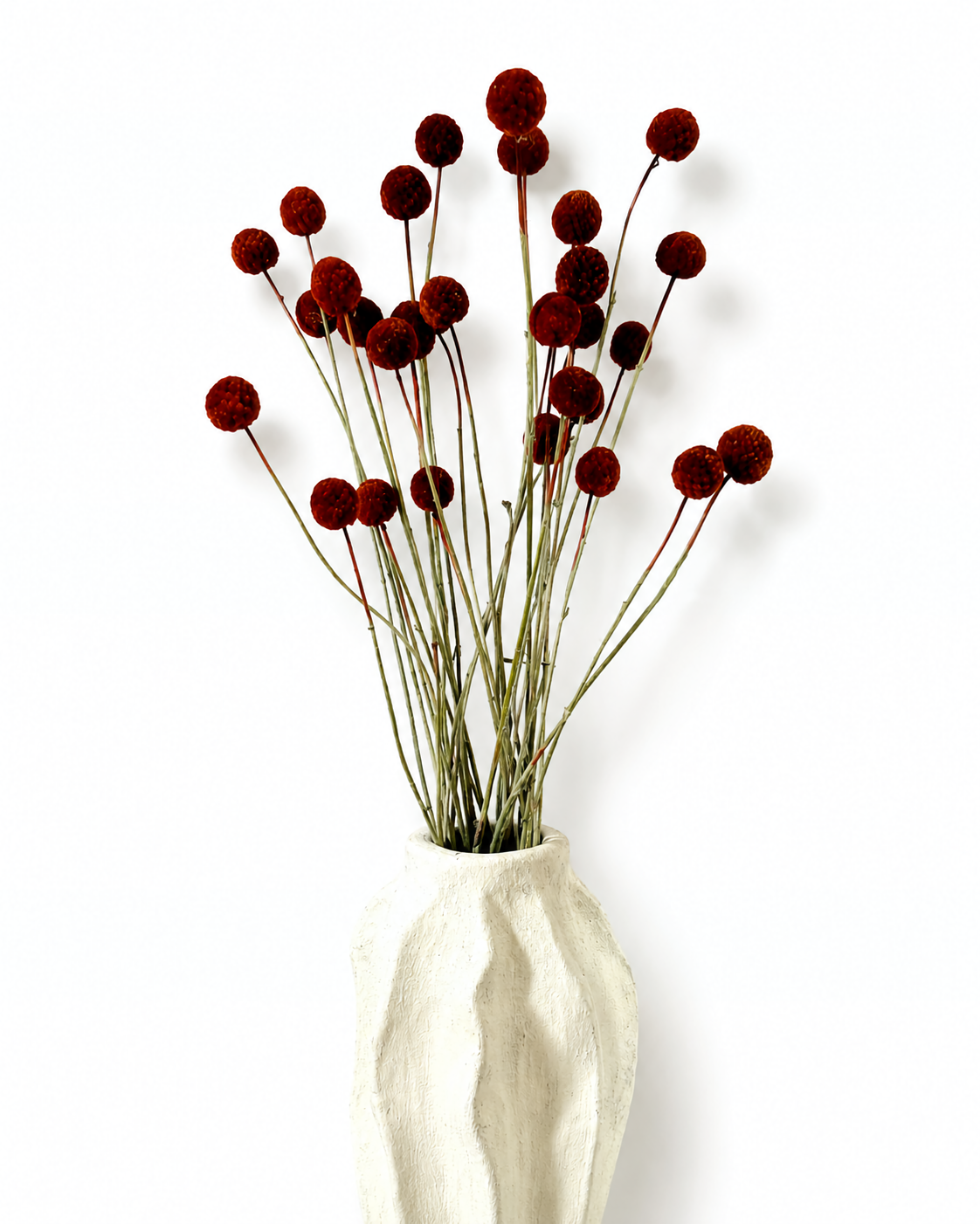 Arrangement of dark red dried Craspedia Billy Buttons displayed in a modern white ceramic vase.
