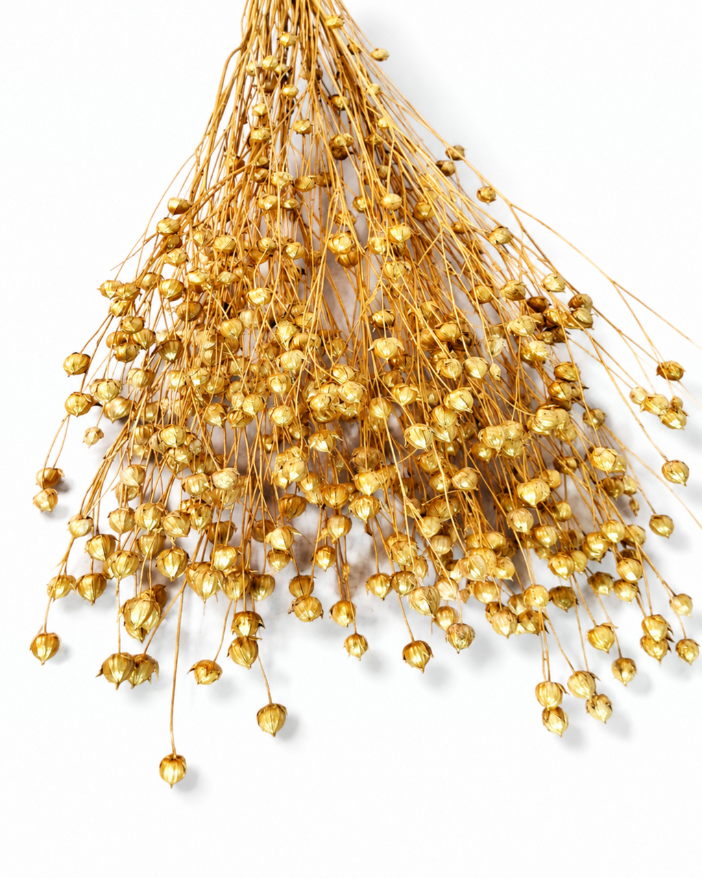 A 50g bunch of metallic gold dried flax stems arranged in a wide fan shape on a white background.
