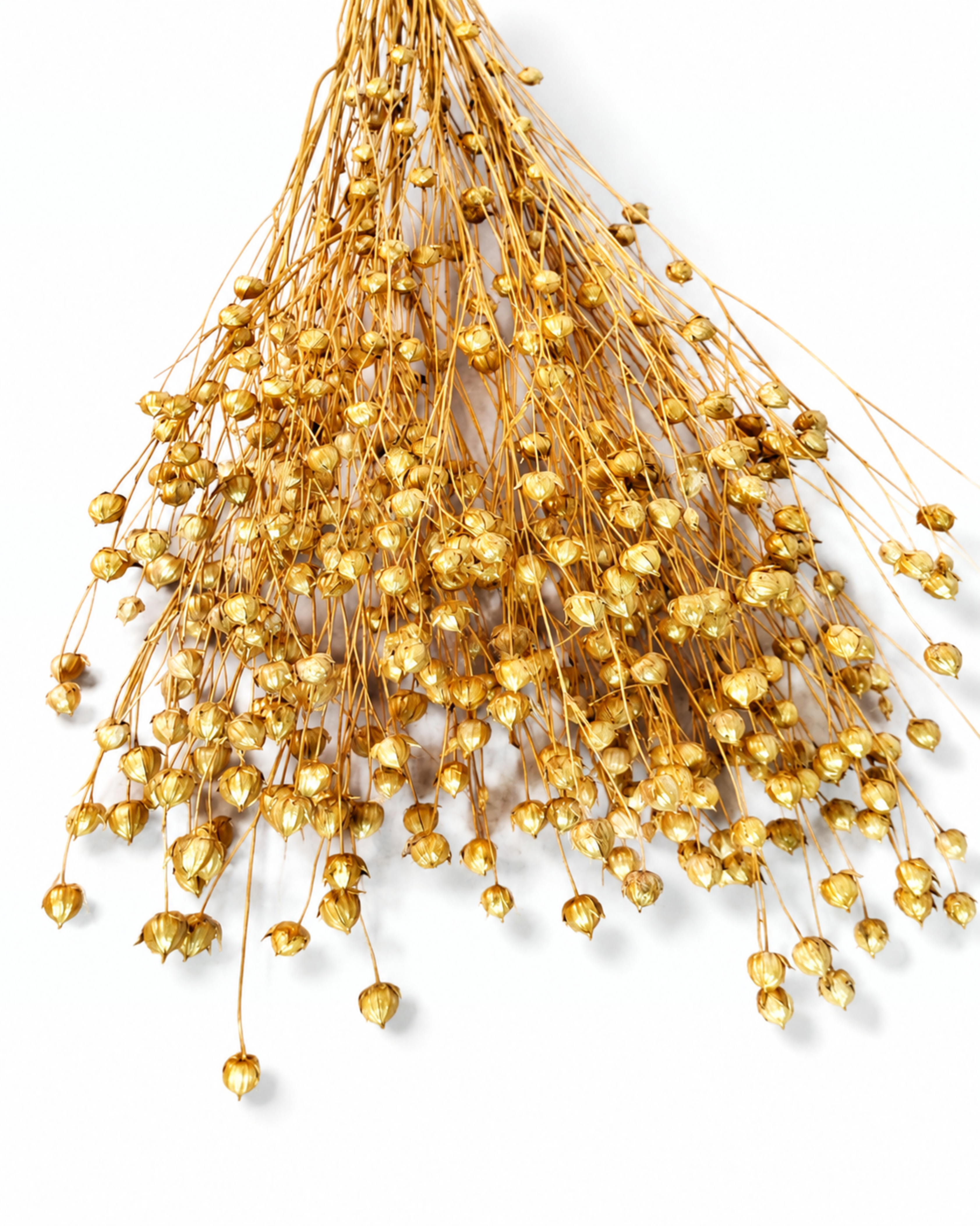 A 50g bunch of metallic gold dried flax stems arranged in a wide fan shape on a white background.
