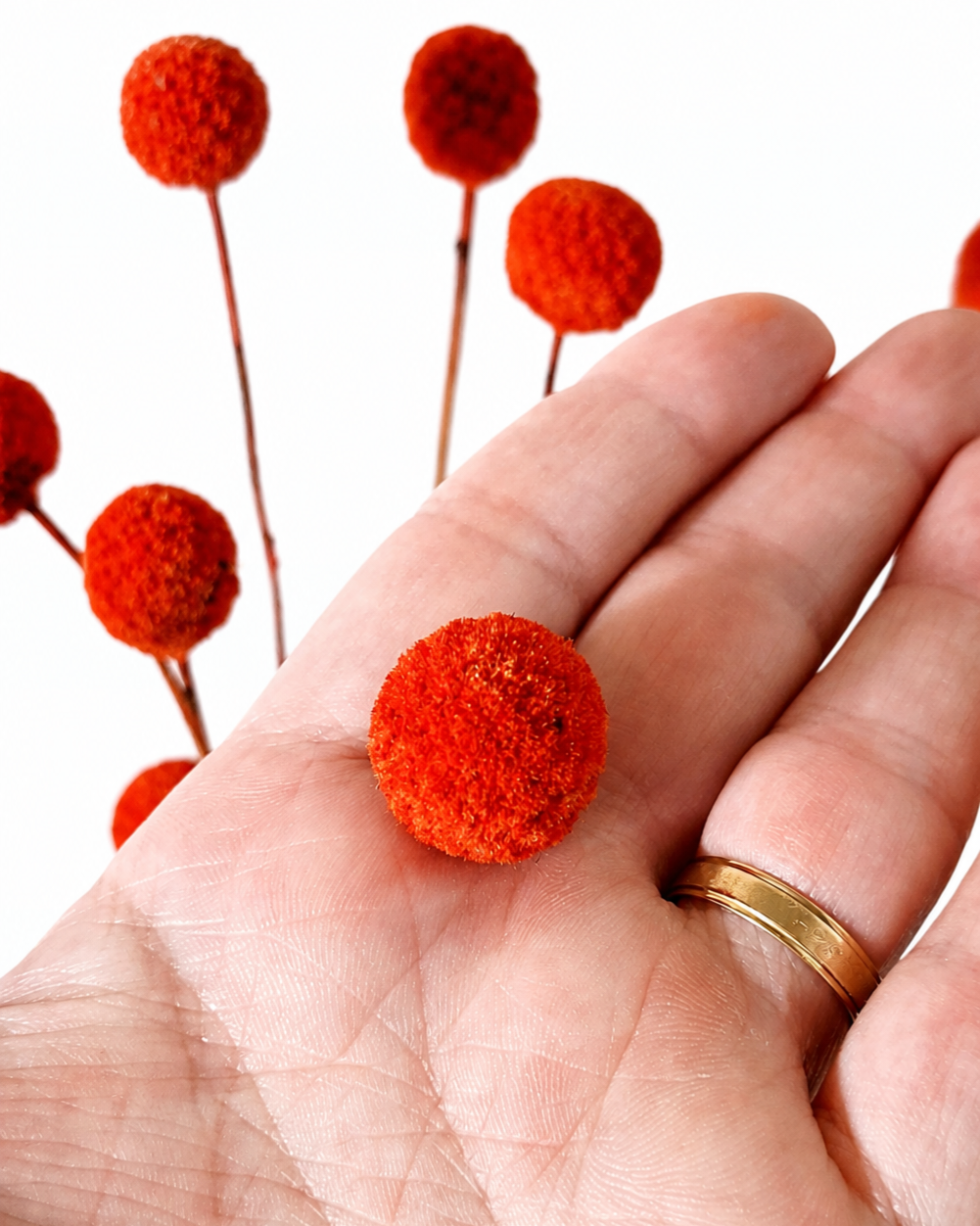 A hand holding a single round terracotta red craspedia head showing size and texture.
