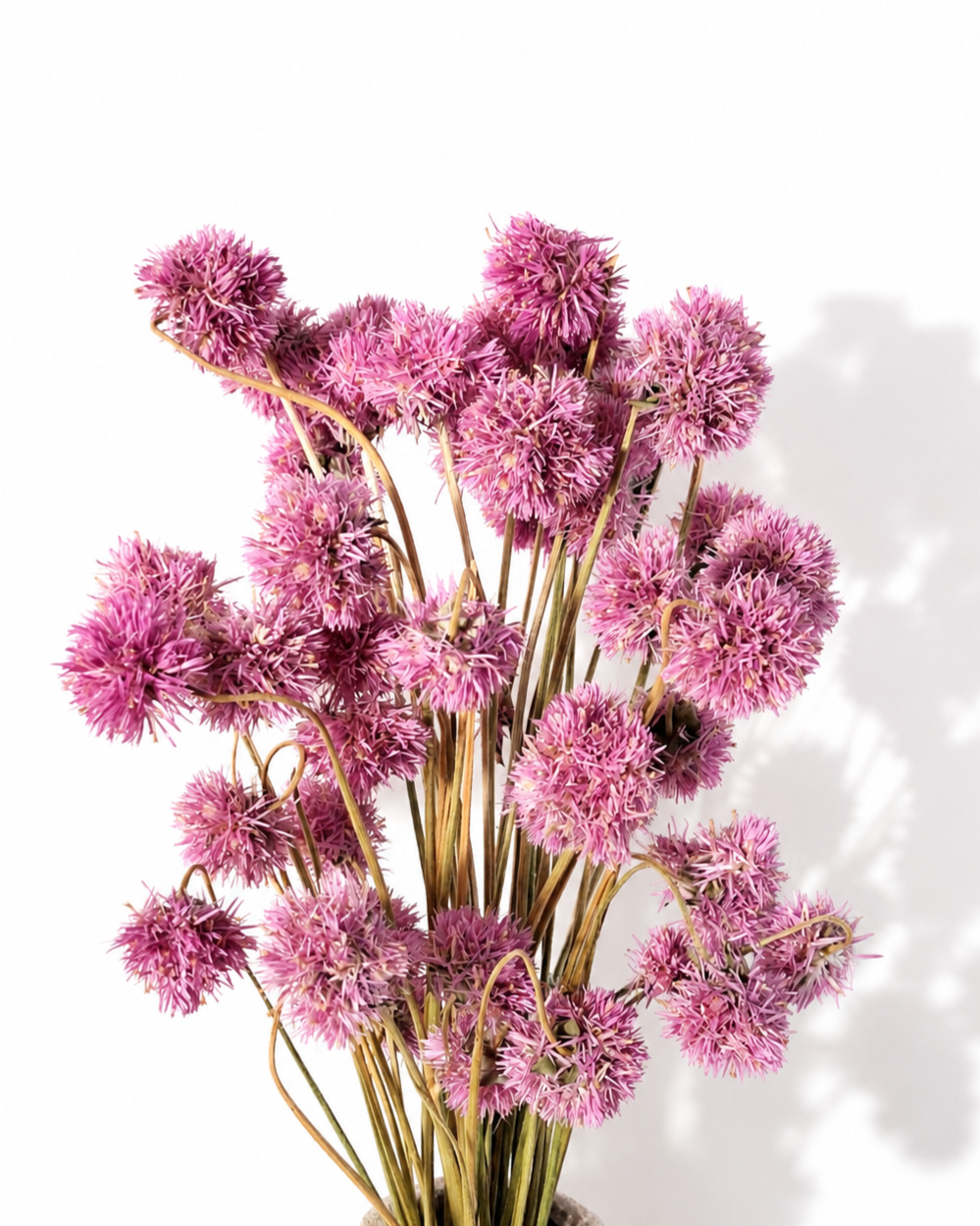 Pink Gomphrena