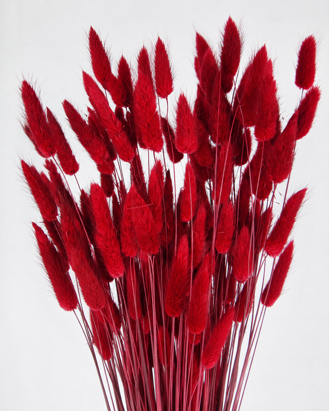 Red Bunny Tail Grass