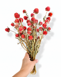 A full, vibrant bunch of premium naturally dried Red Gomphrena stems (Globe Amaranth) held in hand against a white background.
