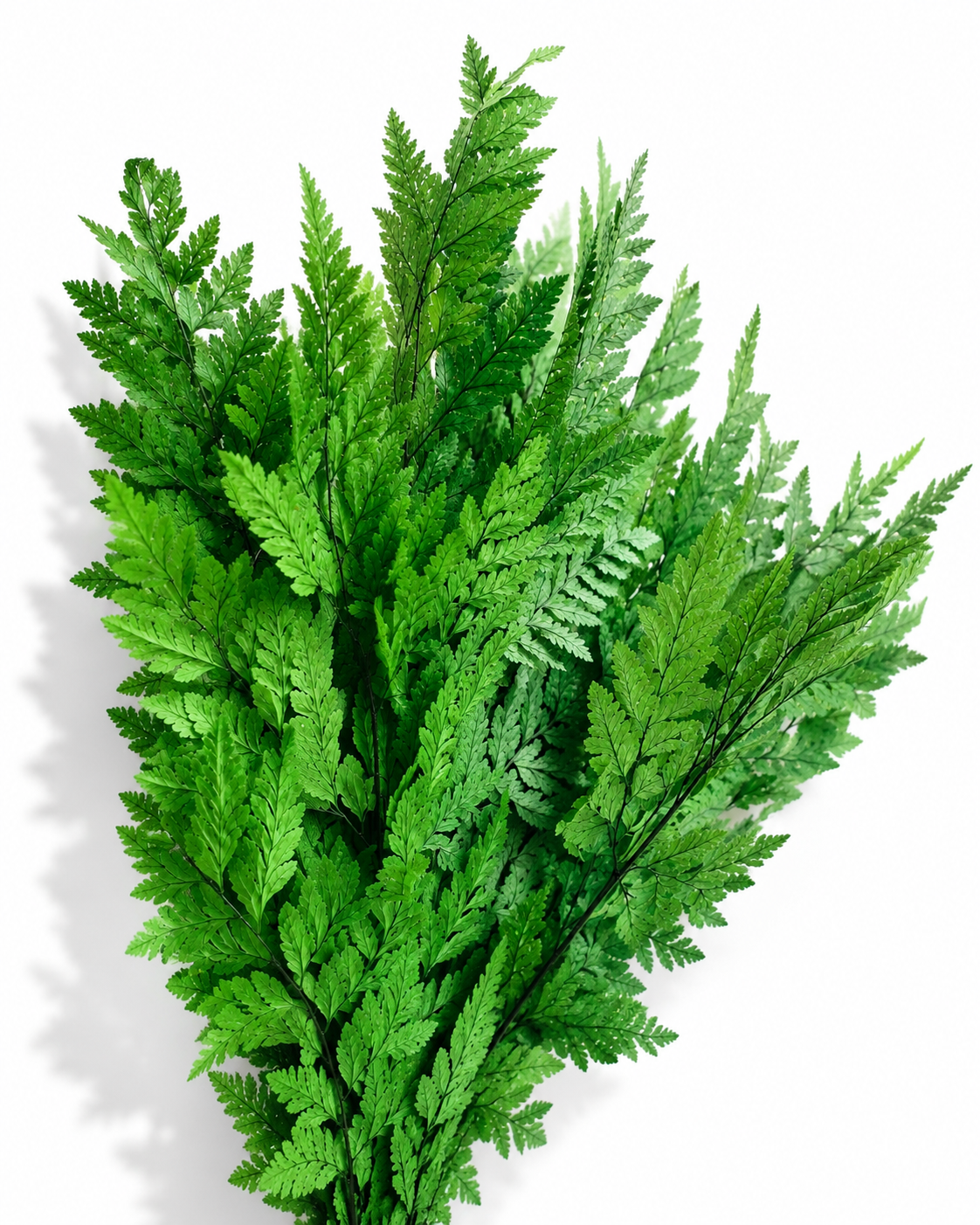 Dried Leatherleaf Fern
