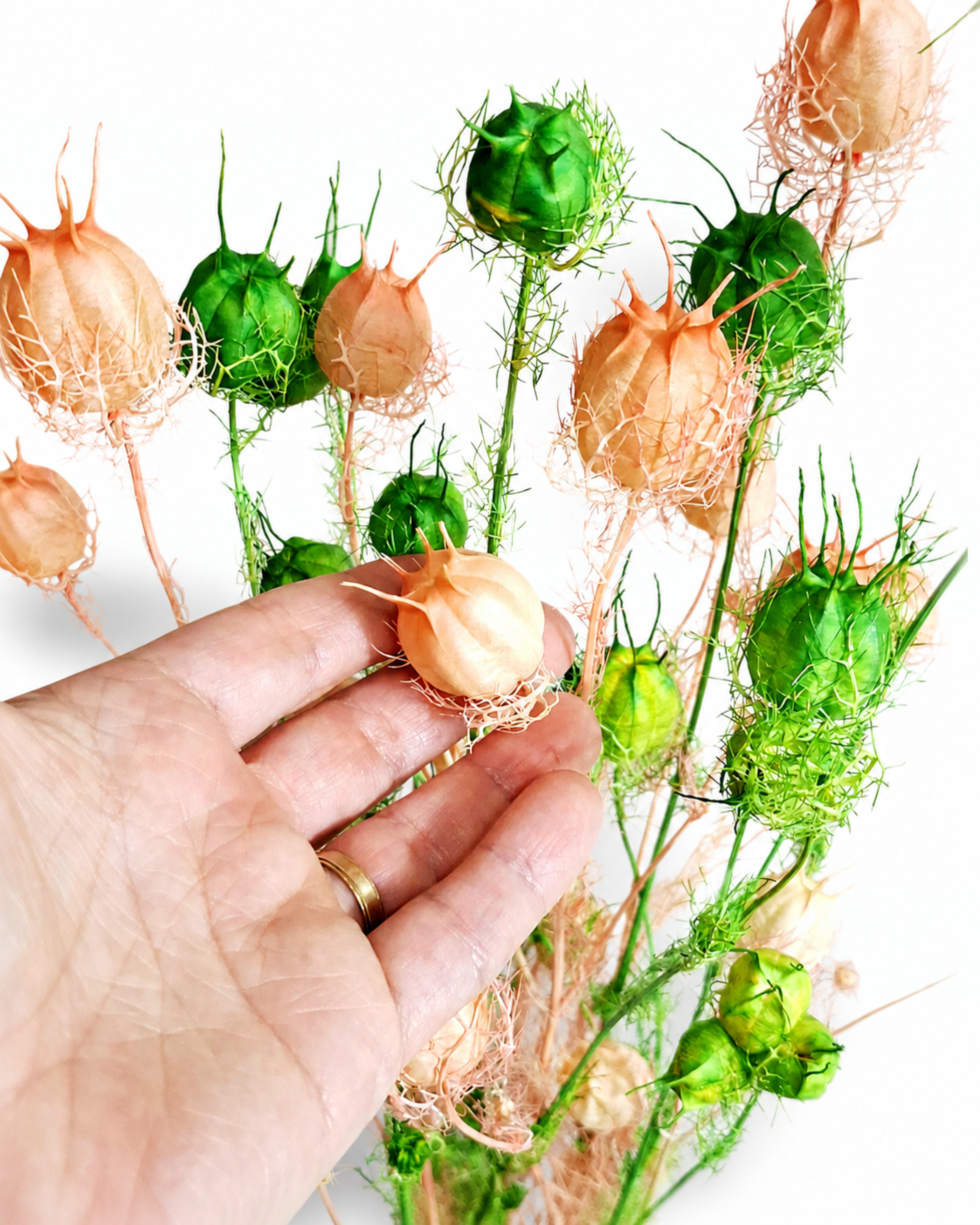 White Pink Nigella Pods
