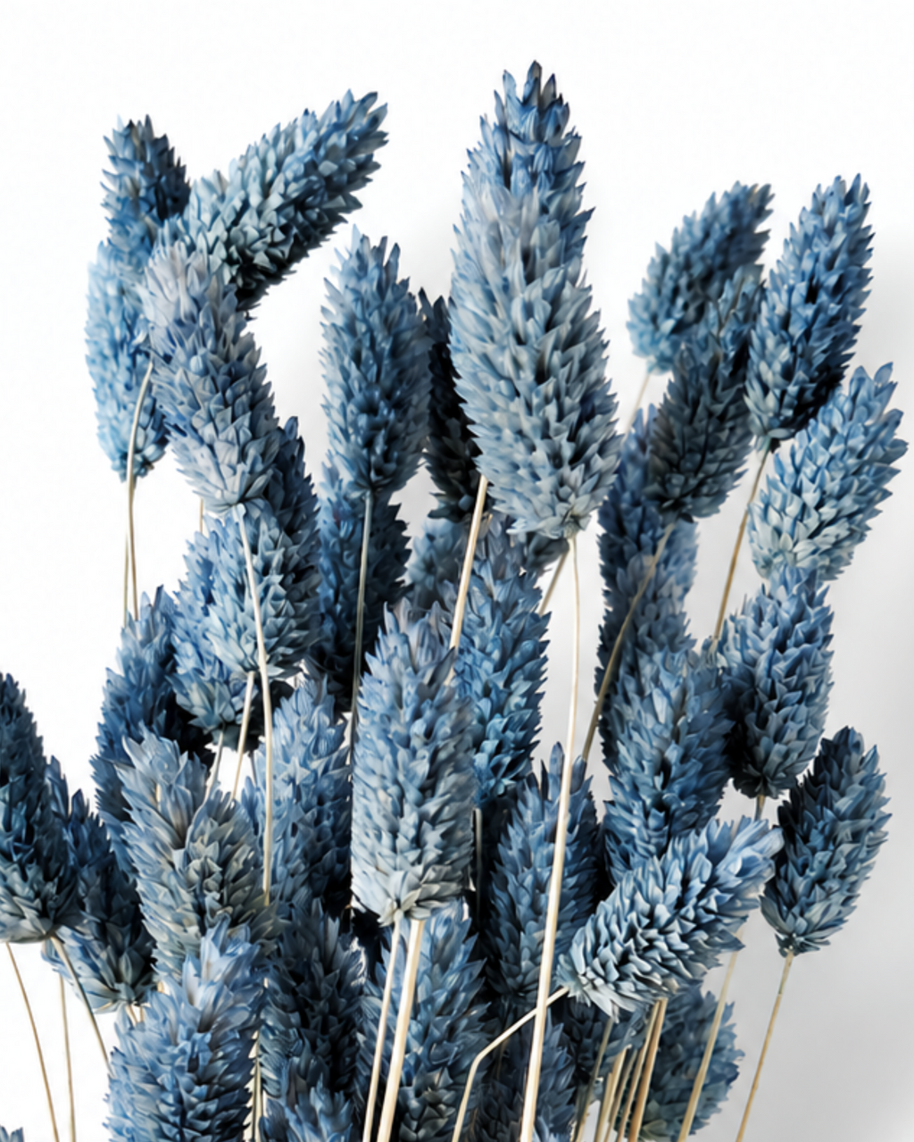 Side angle view of natural dried dusty blue Phalaris canary grass stems for floral decor.
