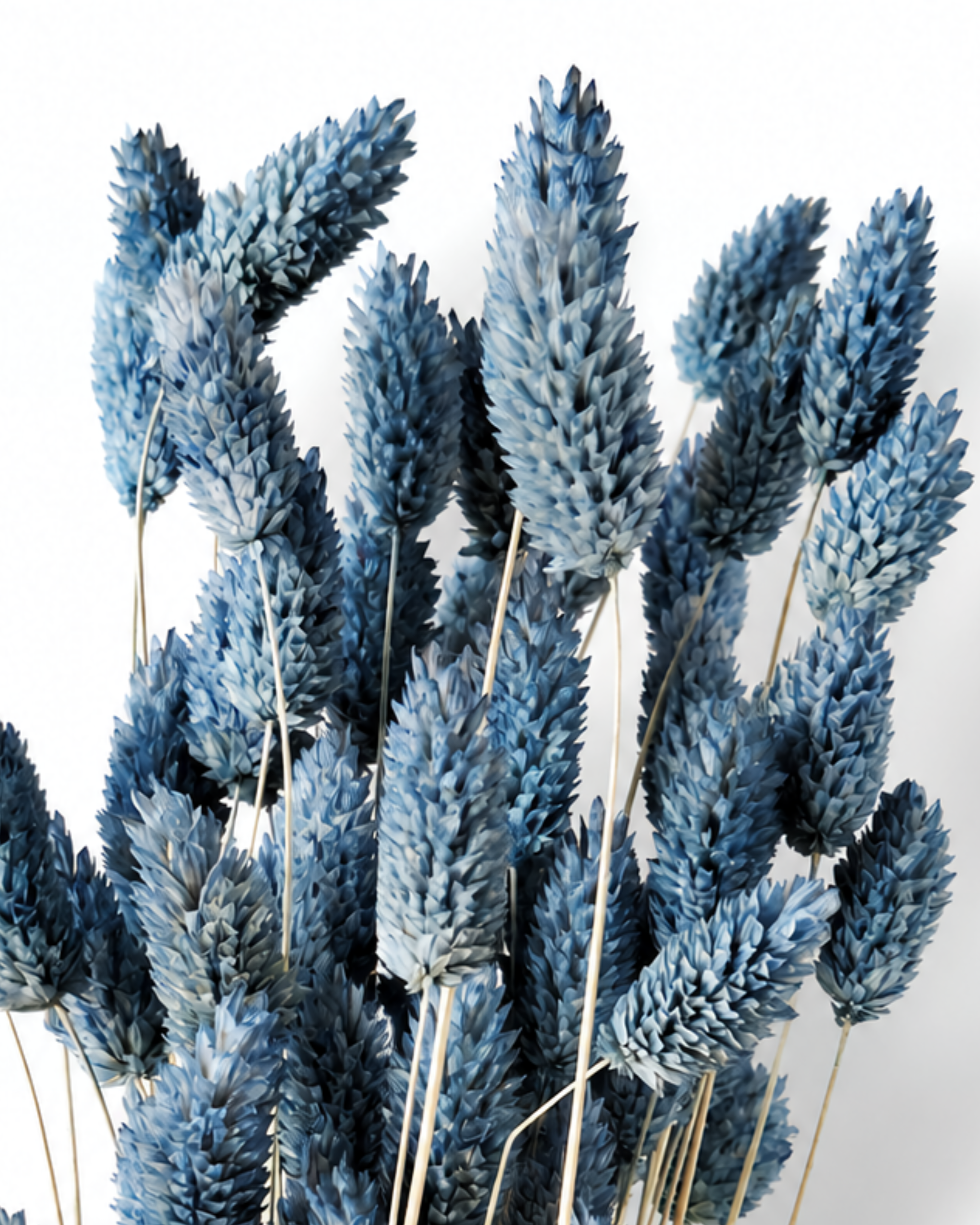 Side angle view of natural dried dusty blue Phalaris canary grass stems for floral decor.
