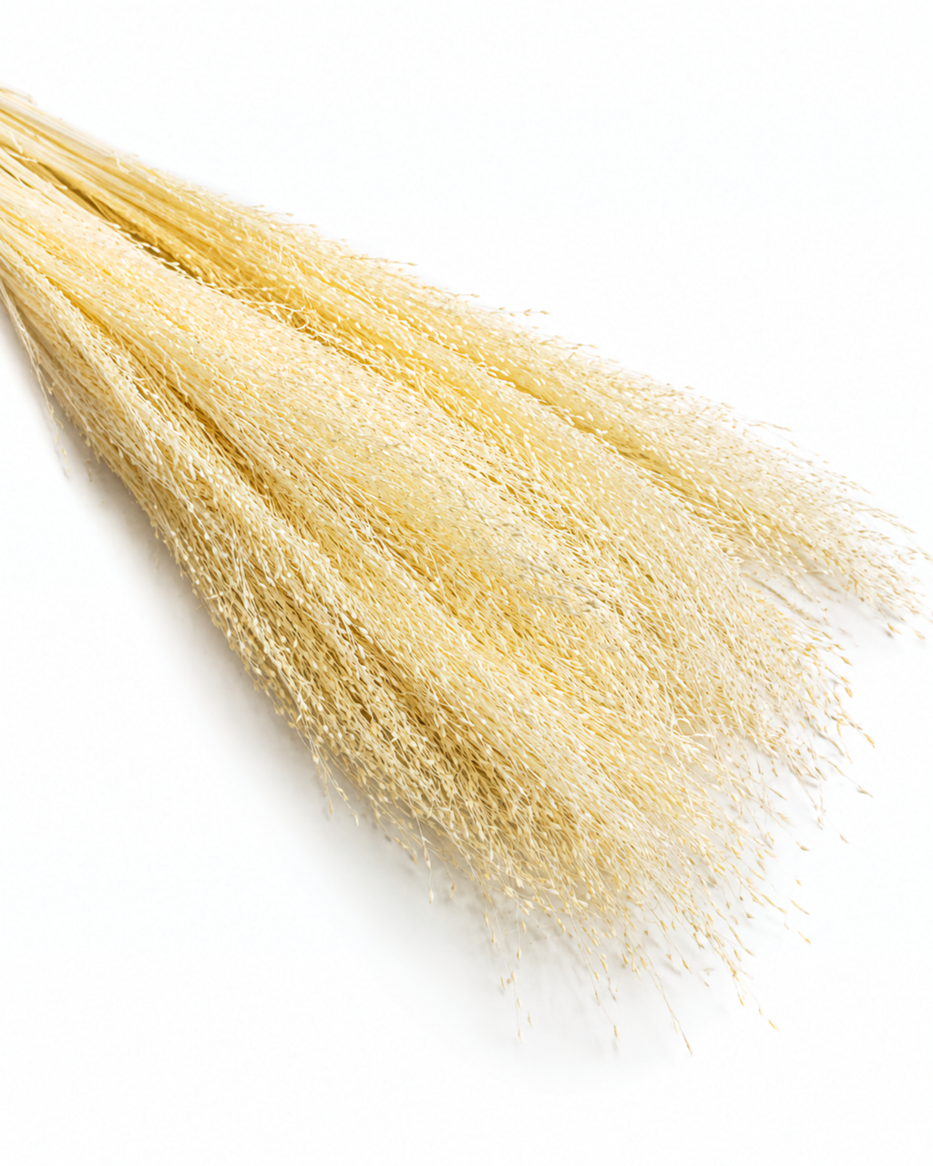 Wholesale bulk ivory dried grass stems 50 grams for commercial wedding floral installations Europe