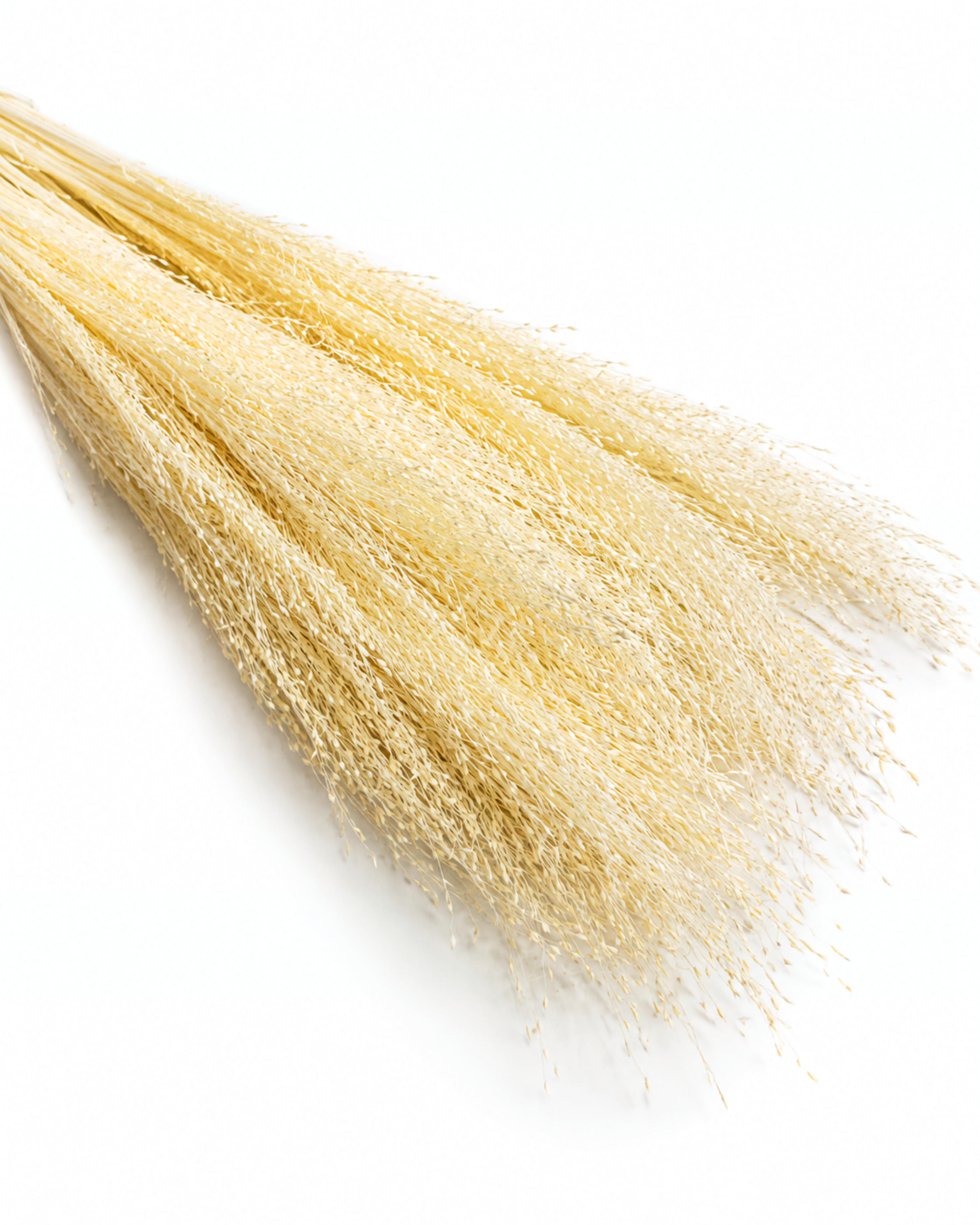 Wholesale bulk ivory dried grass stems 50 grams for commercial wedding floral installations Europe