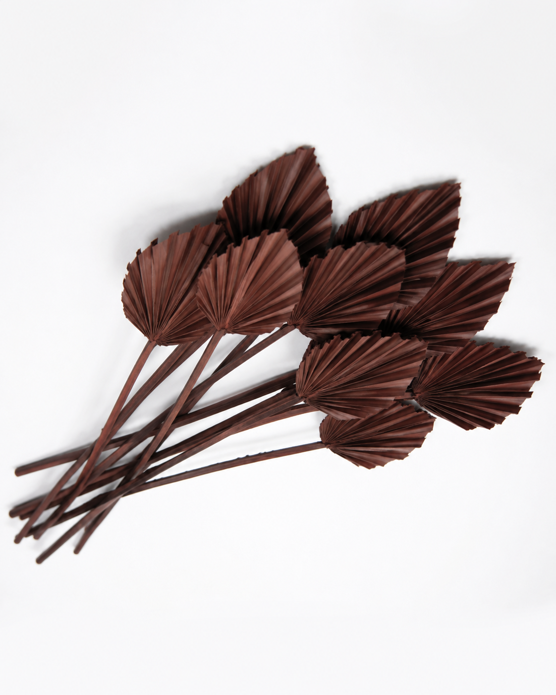 Dried Palm spear Hazelnut