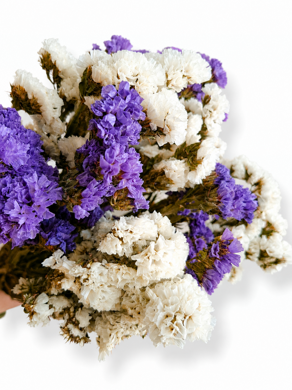 Close up of dense purple and cream white statice heads for boho wedding floral arrangements
