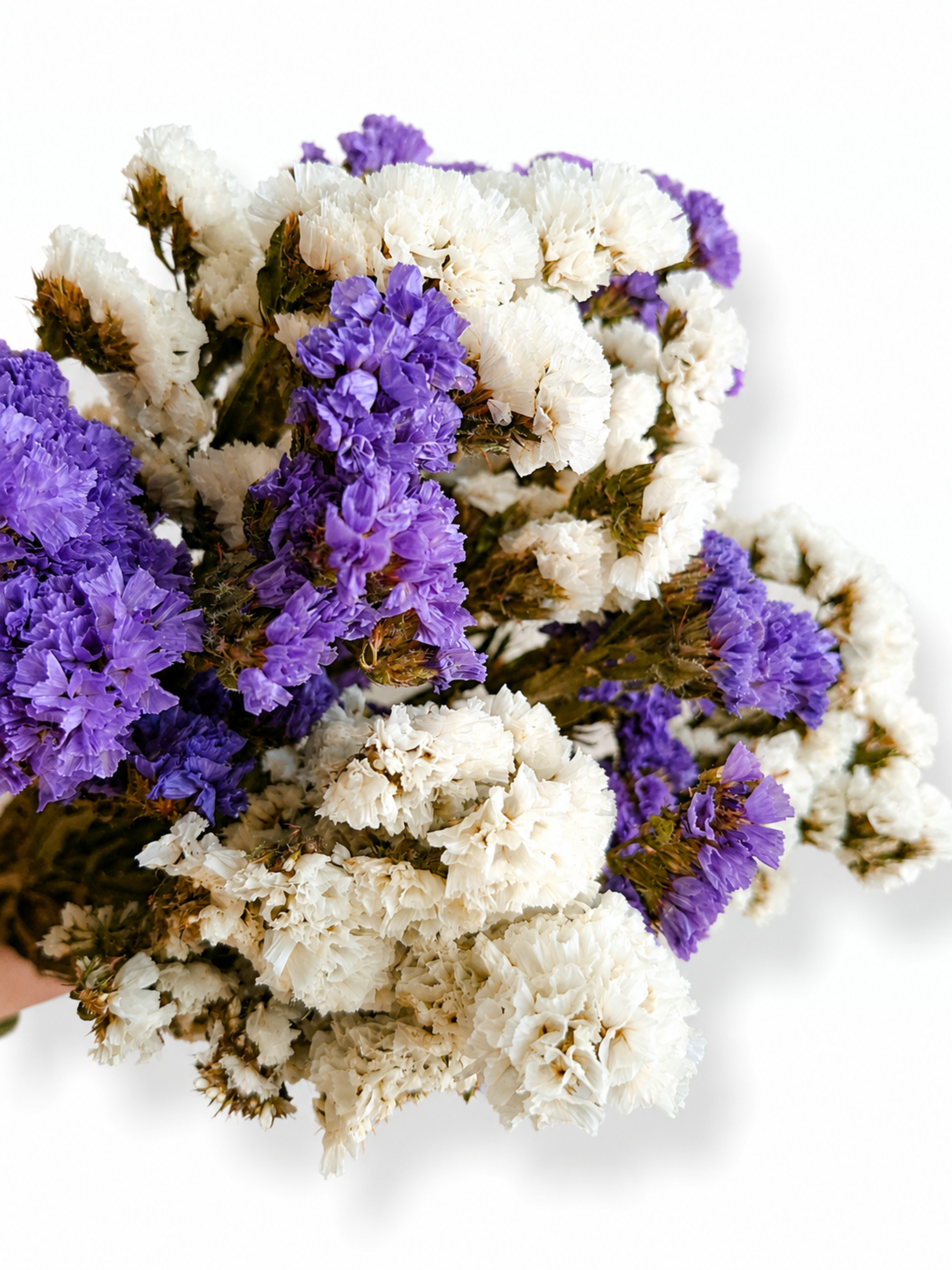 Close up of dense purple and cream white statice heads for boho wedding floral arrangements