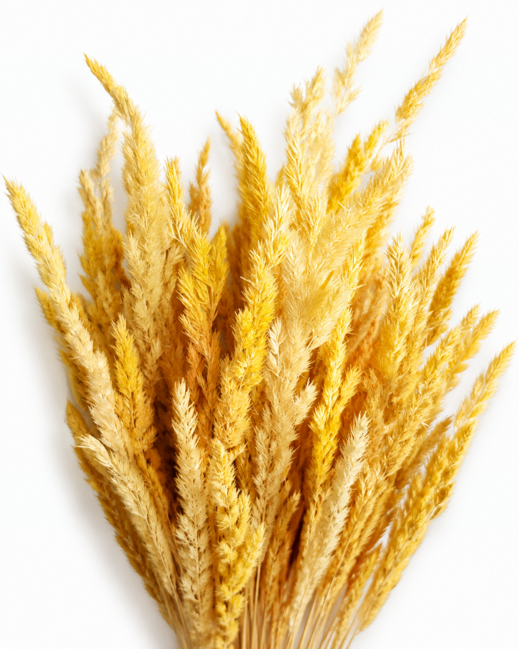 Natural warm gold dried feather grass bundle for tall vases and elegant boho wedding arrangements