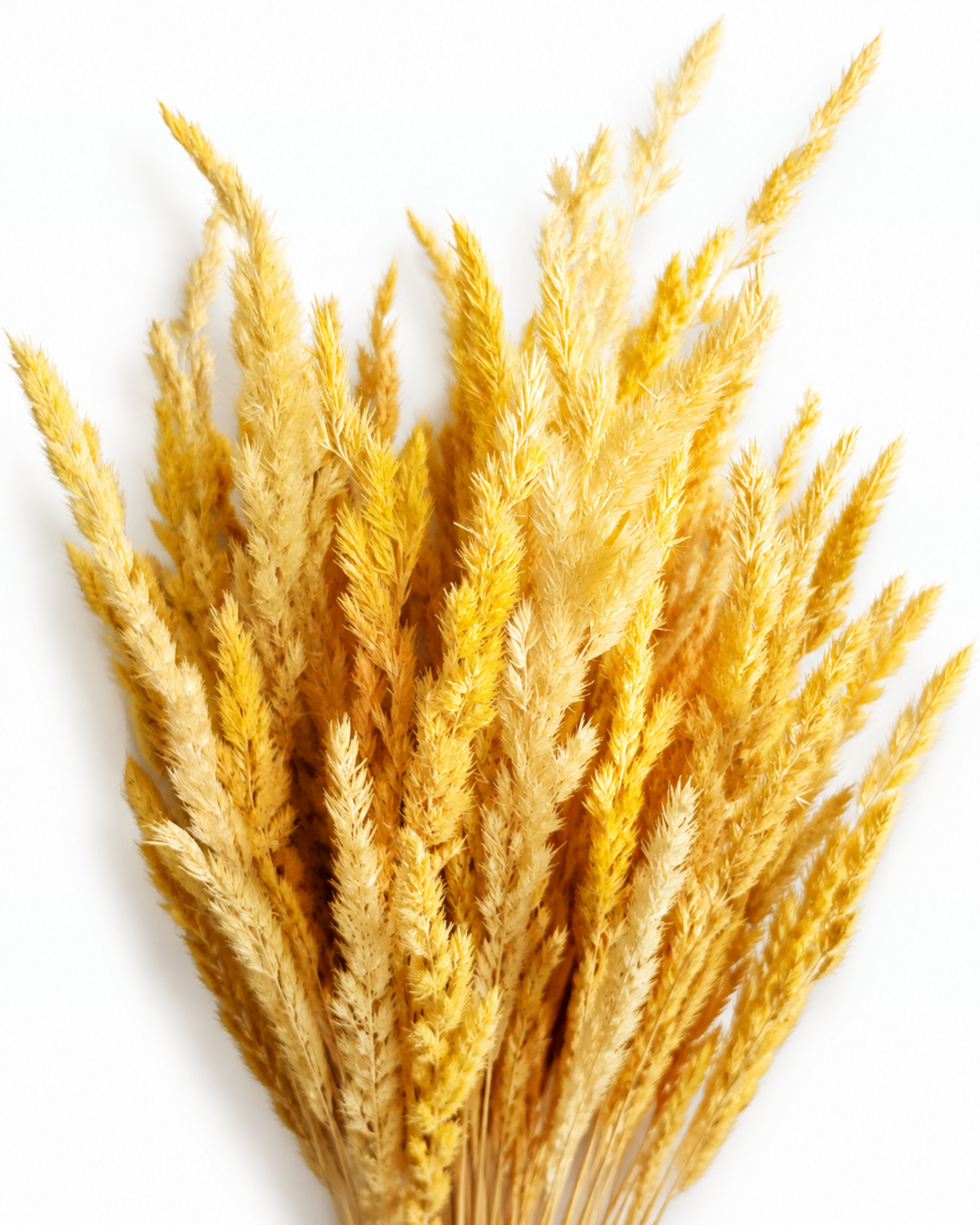 Natural warm gold dried feather grass bundle for tall vases and elegant boho wedding arrangements