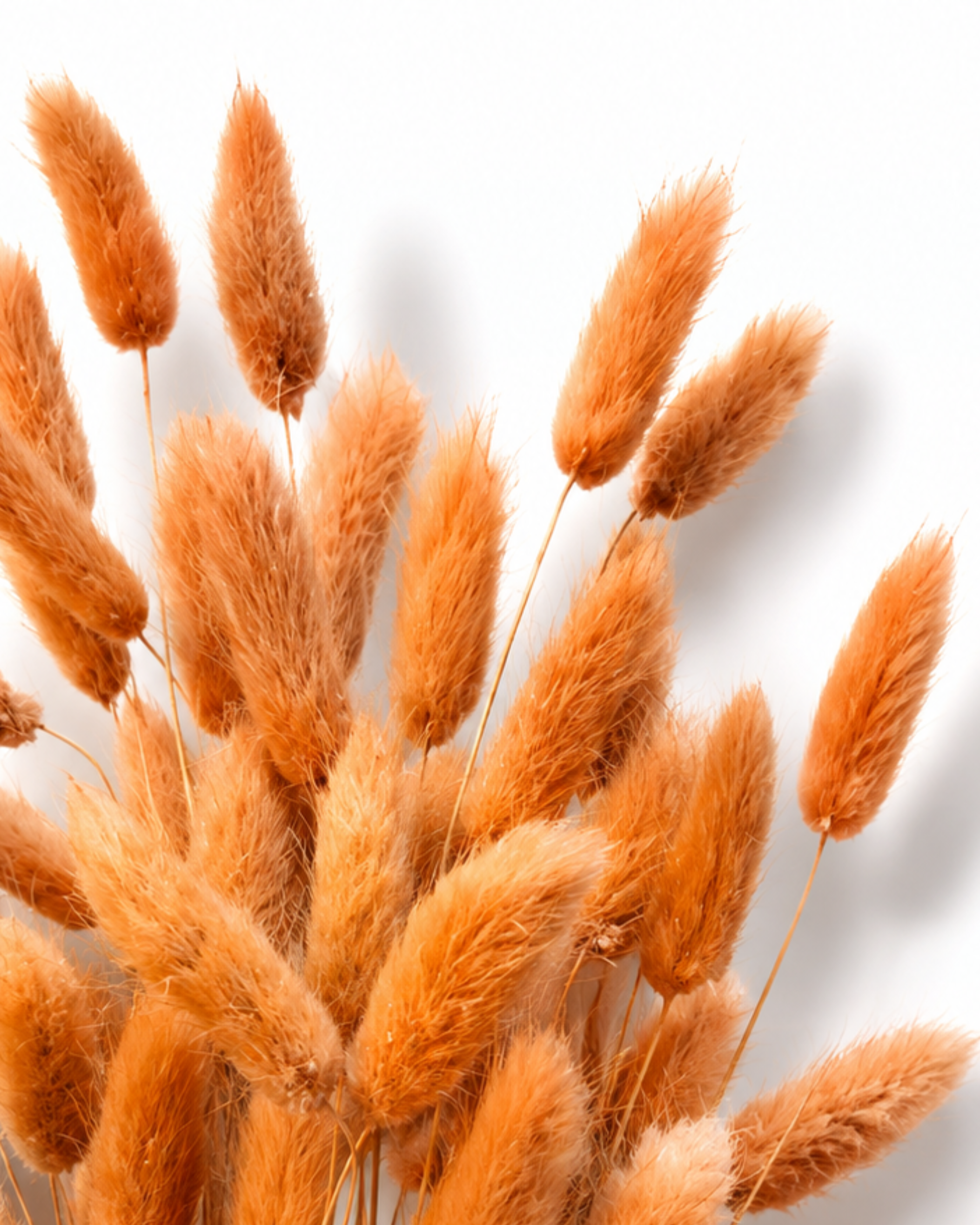 Rich textured view of burnt orange preserved Lagurus ovatus bunny tail heads showing soft fluffy details.
