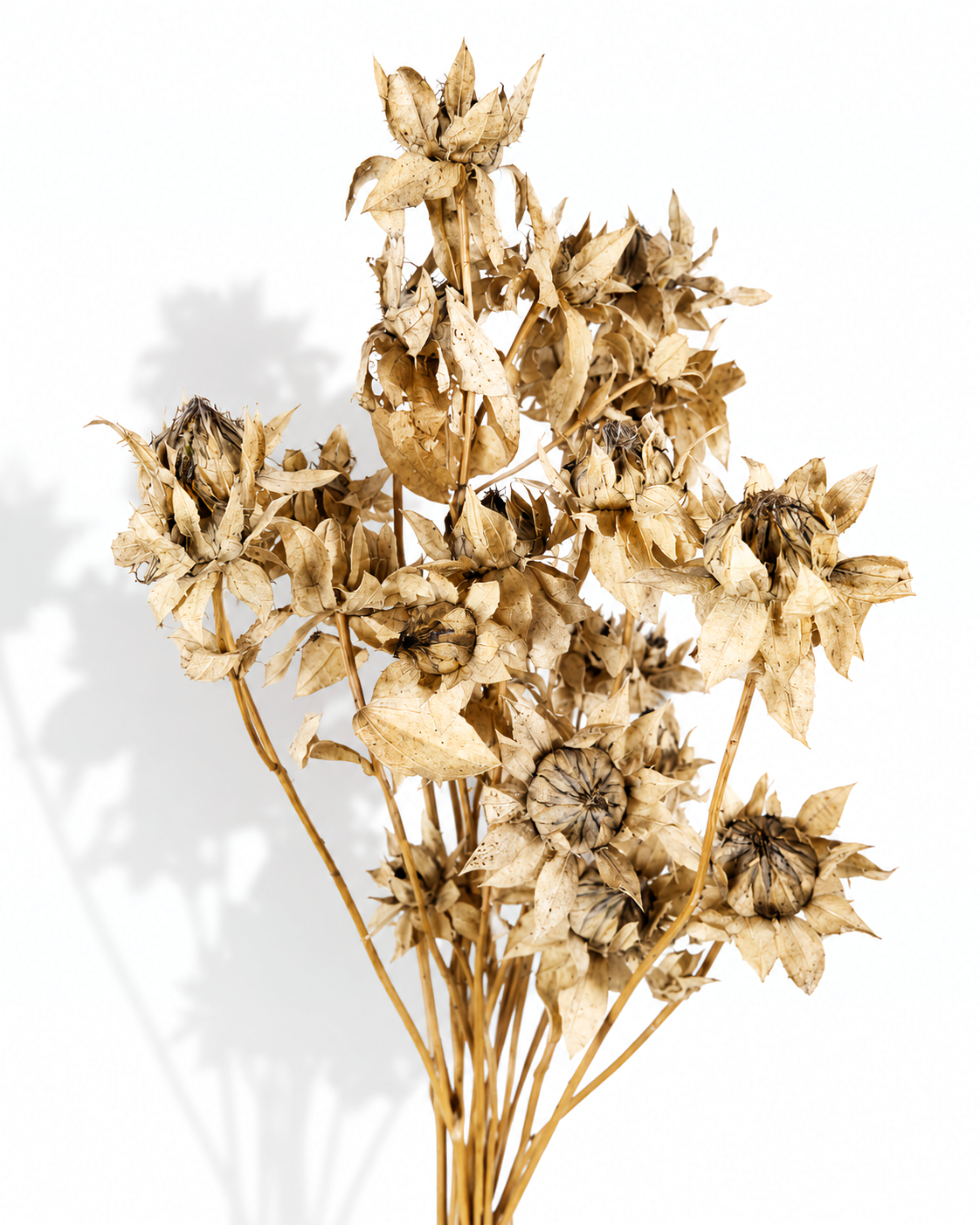 A bouquet of five preserved ivory safflower stems standing upright, displaying full 50-55 cm stem length and natural dried flower heads on a white studio backdrop.
