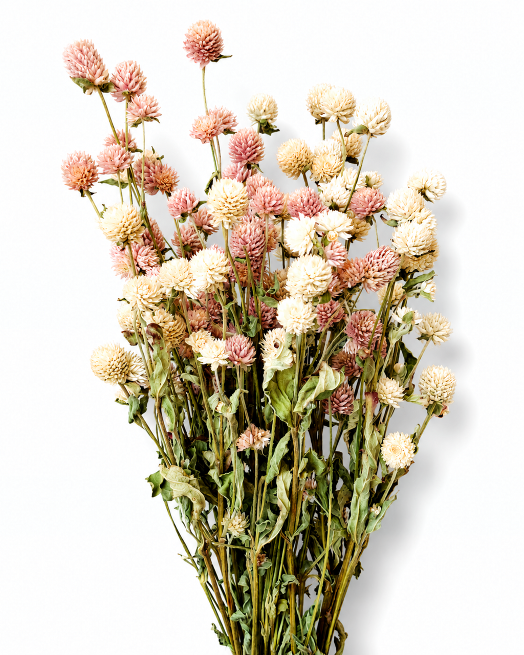 Vertical shot of 10 preserved pink and ivory Gomphrena stems bundled together.
