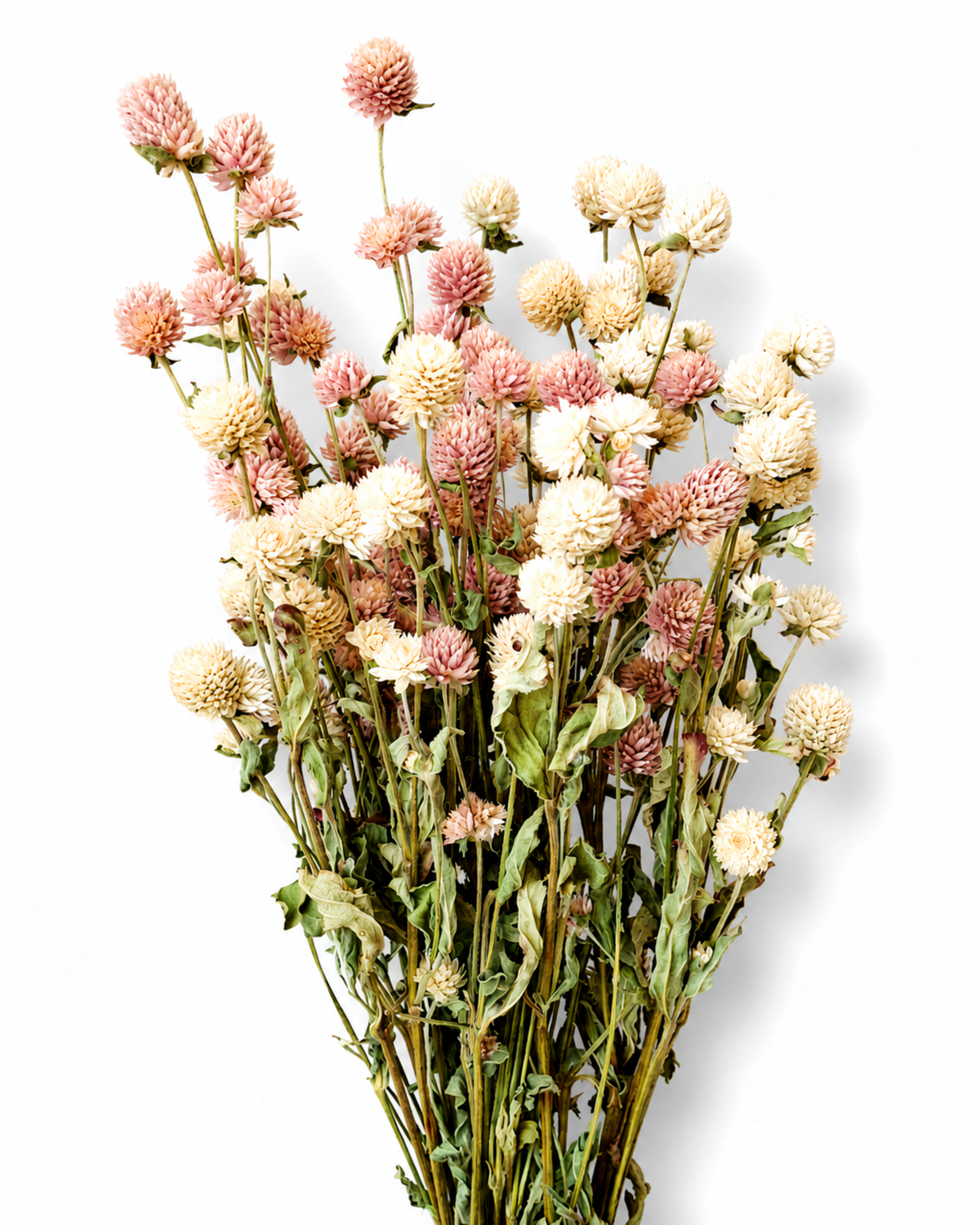 Vertical shot of 10 preserved pink and ivory Gomphrena stems bundled together.
