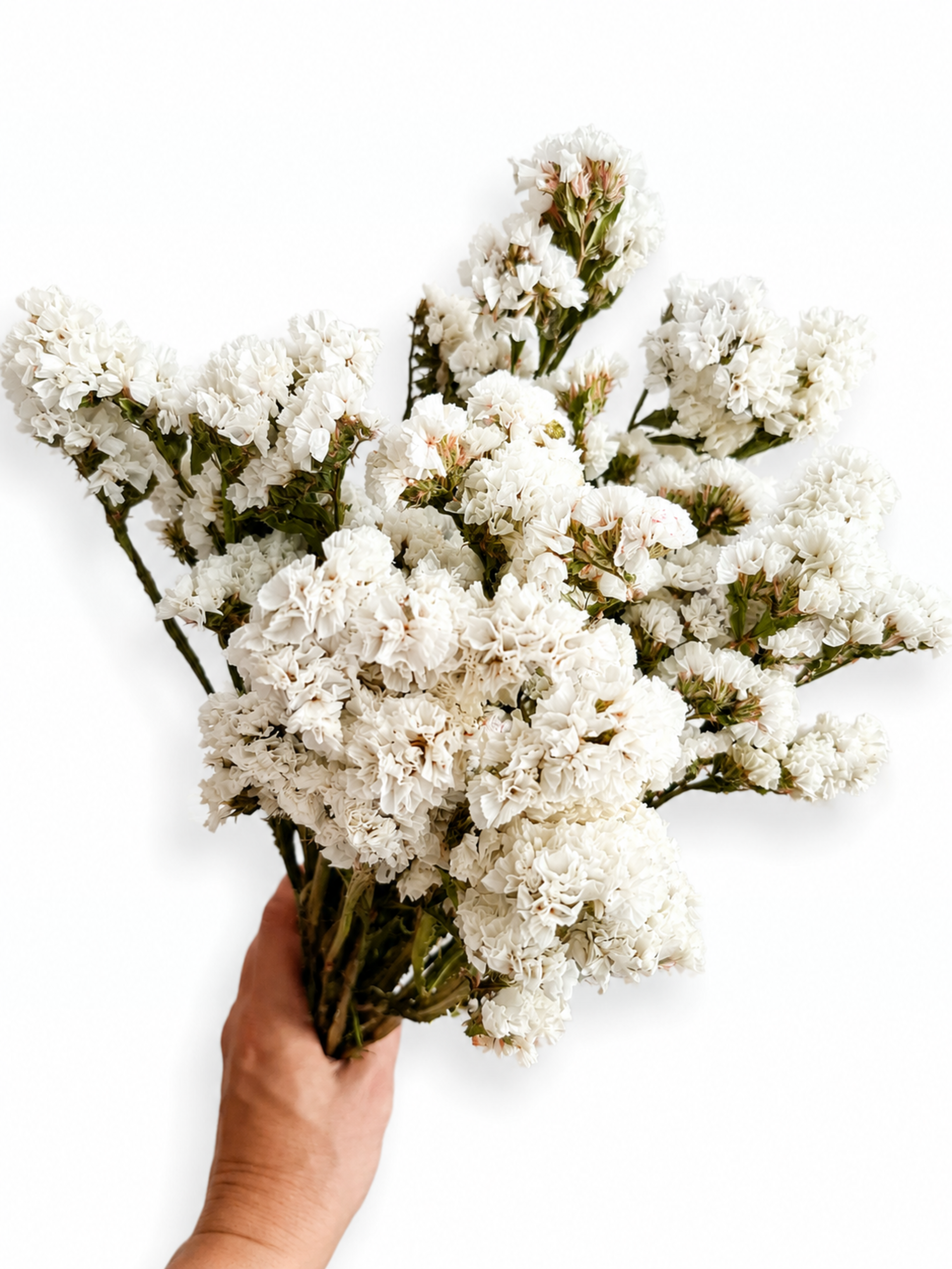 A full, fluffy bunch of premium naturally dried White Statice stems (Limonium) held in hand against a plain background.
