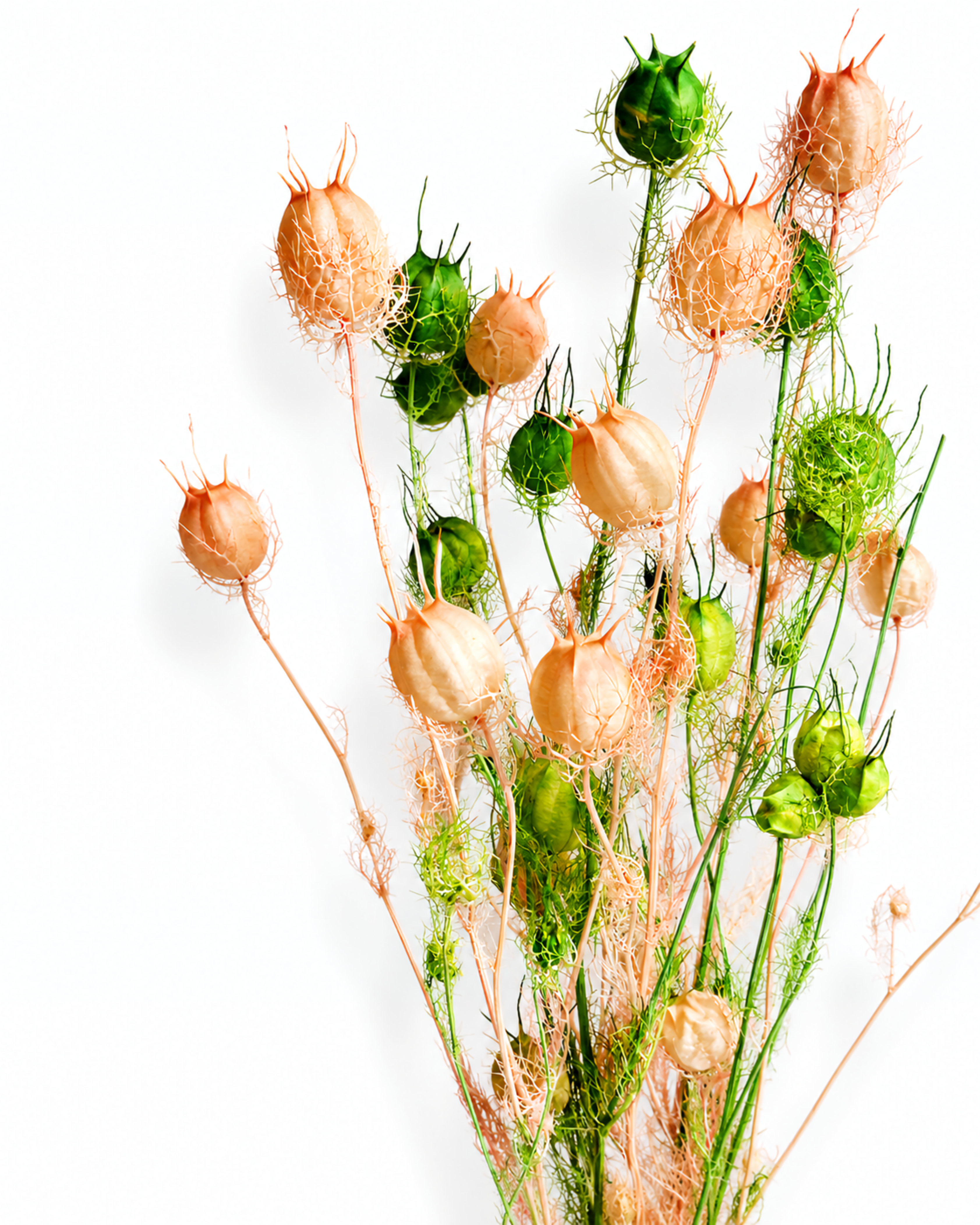 A bouquet of dried pale pink and natural green Nigella stems with balloon-shaped seed pods against a white background.
