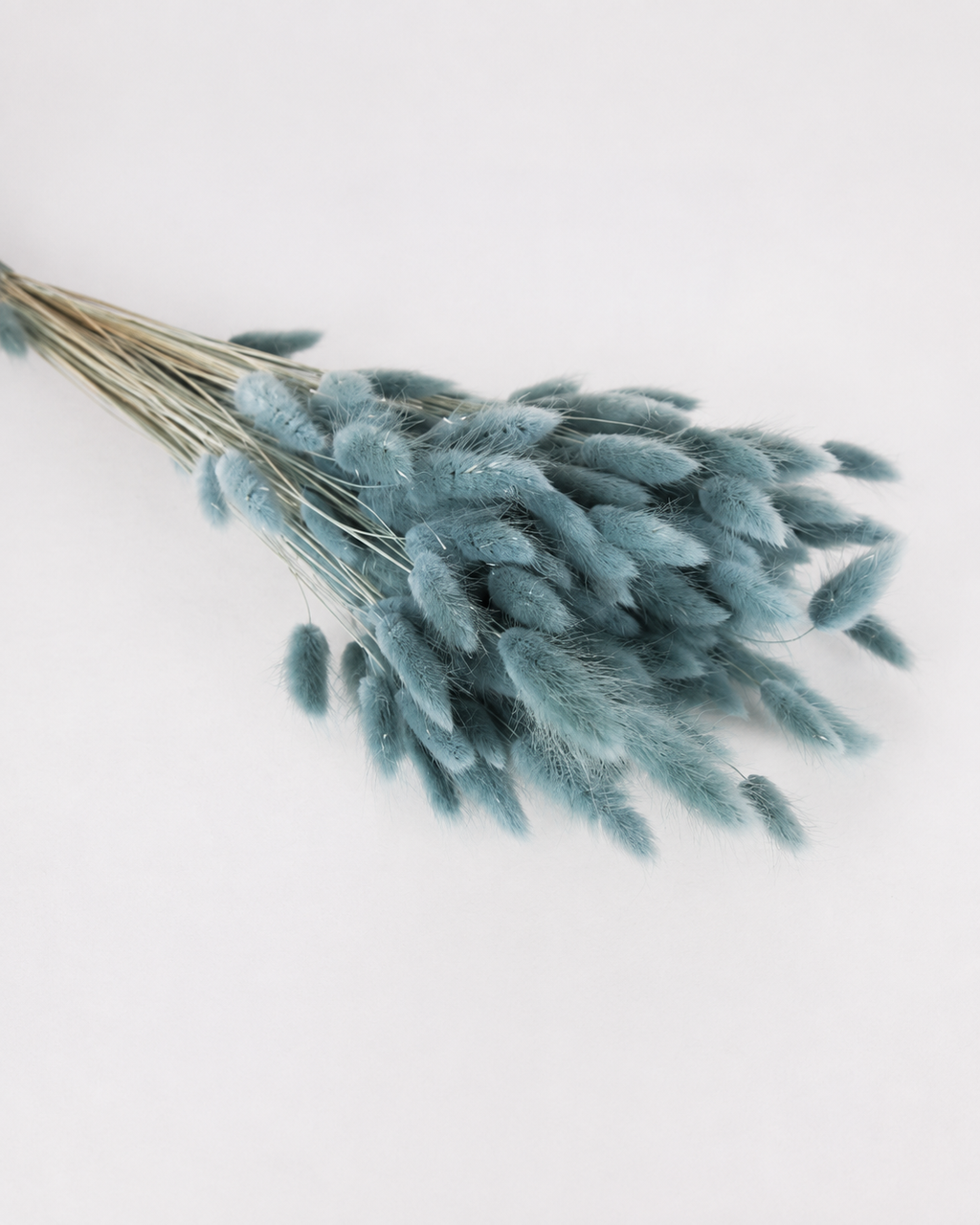 Blue grey Bunny Tail Grass