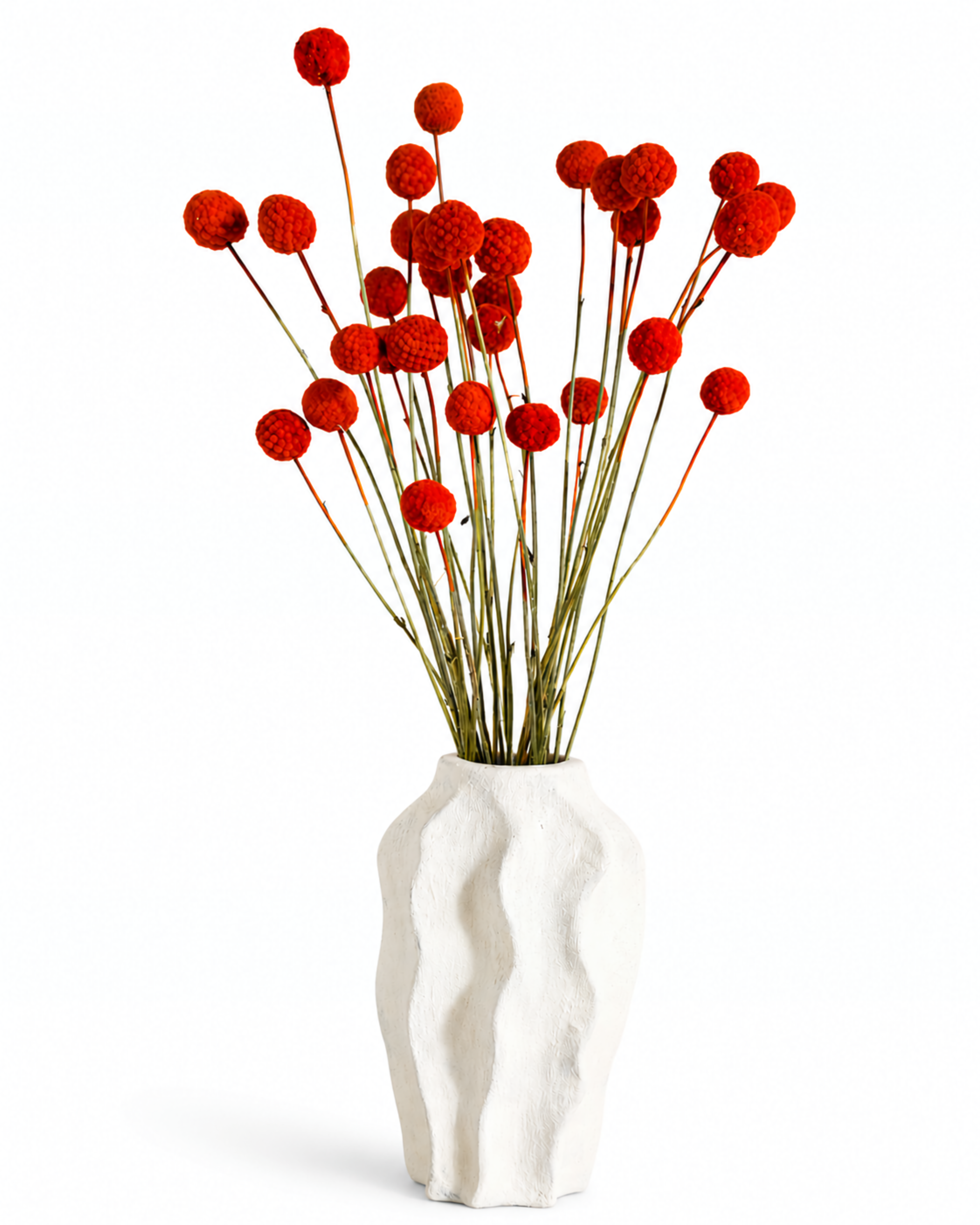 A 15-stem bouquet of terracotta red craspedia standing in a white modern ceramic vase.
