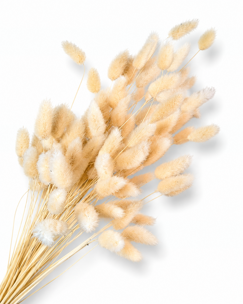 Premium preserved natural beige Lagurus Ovatus bunny tail grass bunch of 50 stems for florist decor