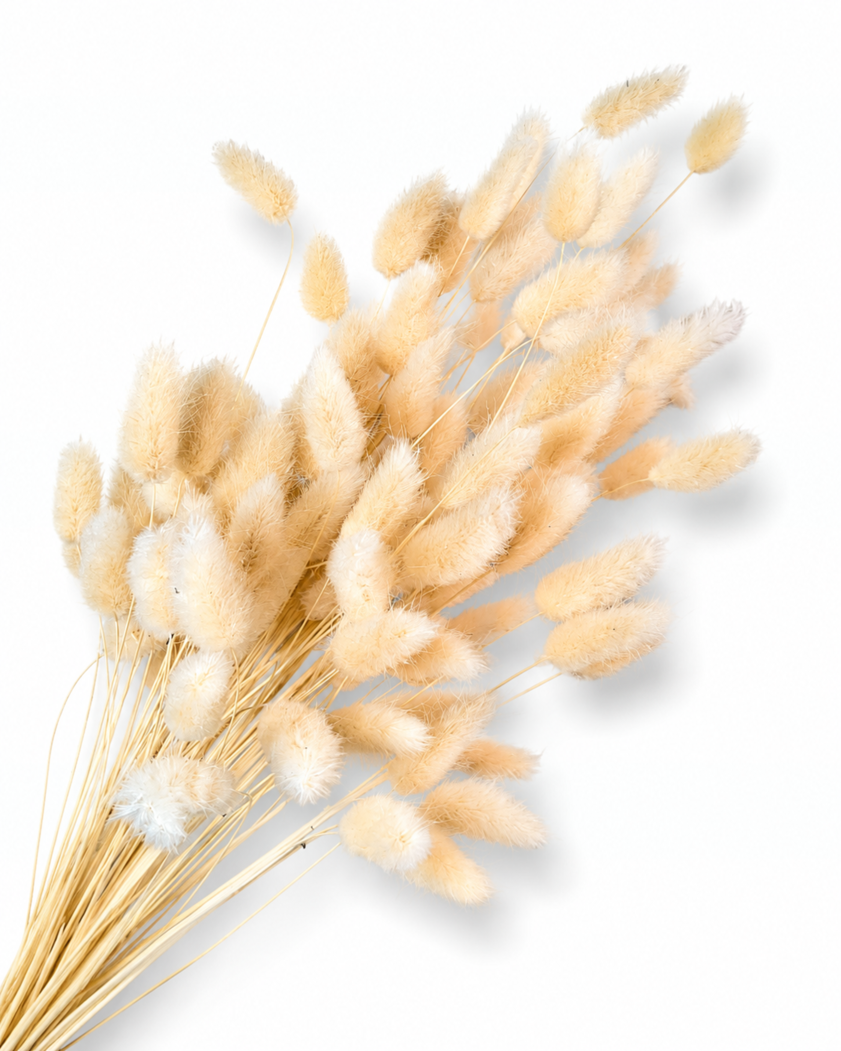 Premium preserved natural beige Lagurus Ovatus bunny tail grass bunch of 50 stems for florist decor