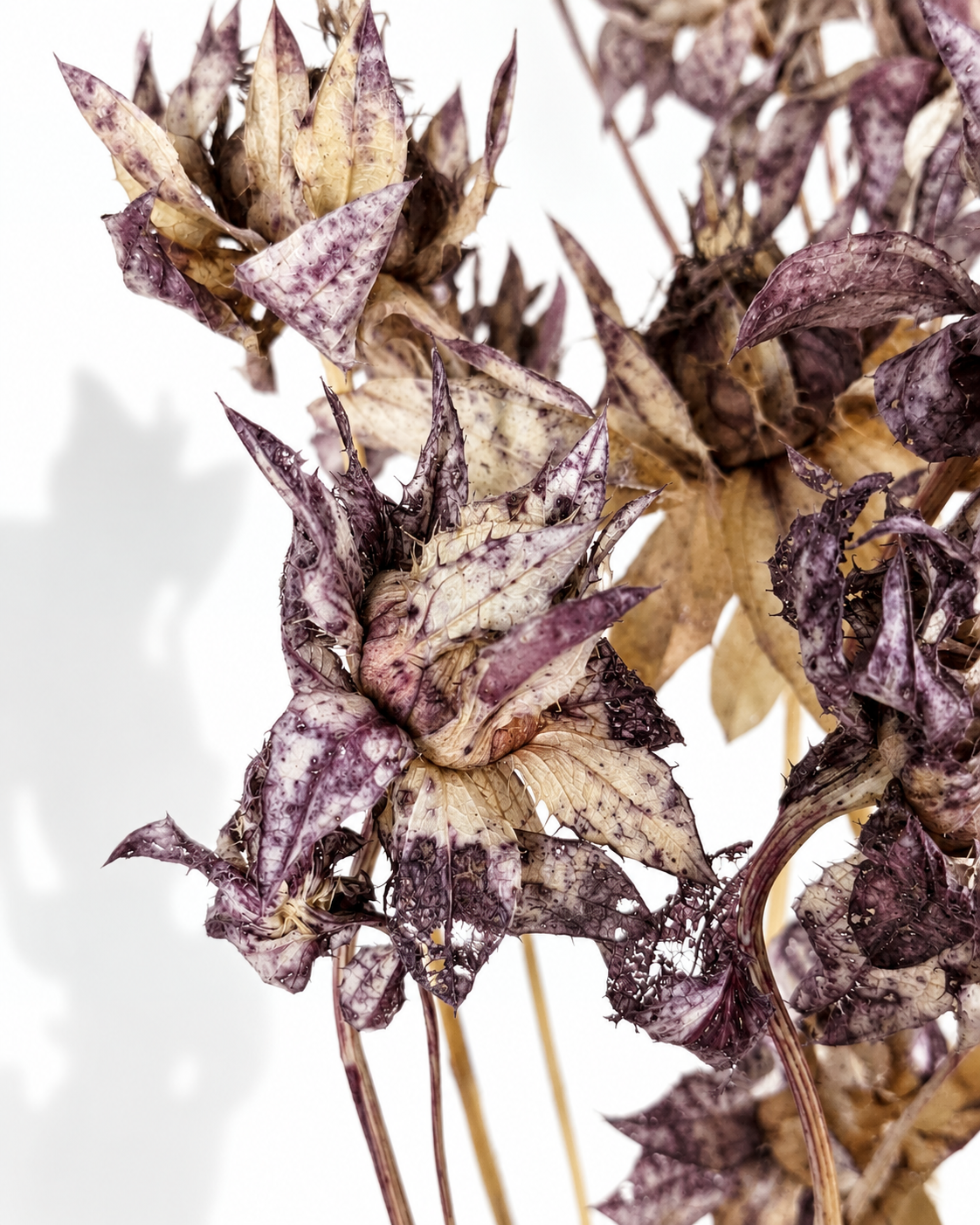 Dusty Purple Safflower Stems