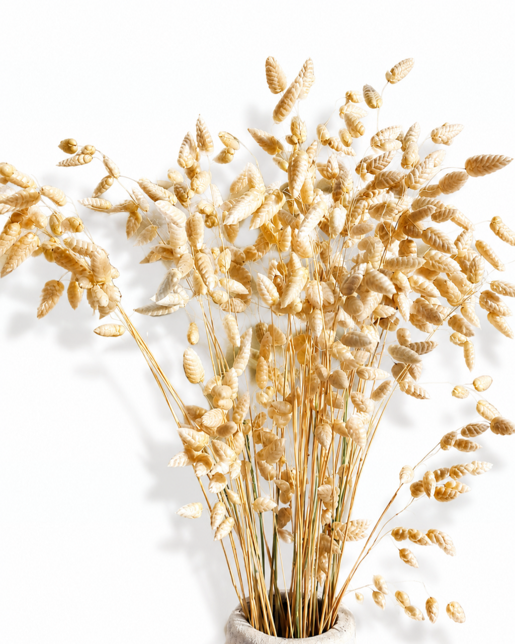 Wheat Color Briza Grass