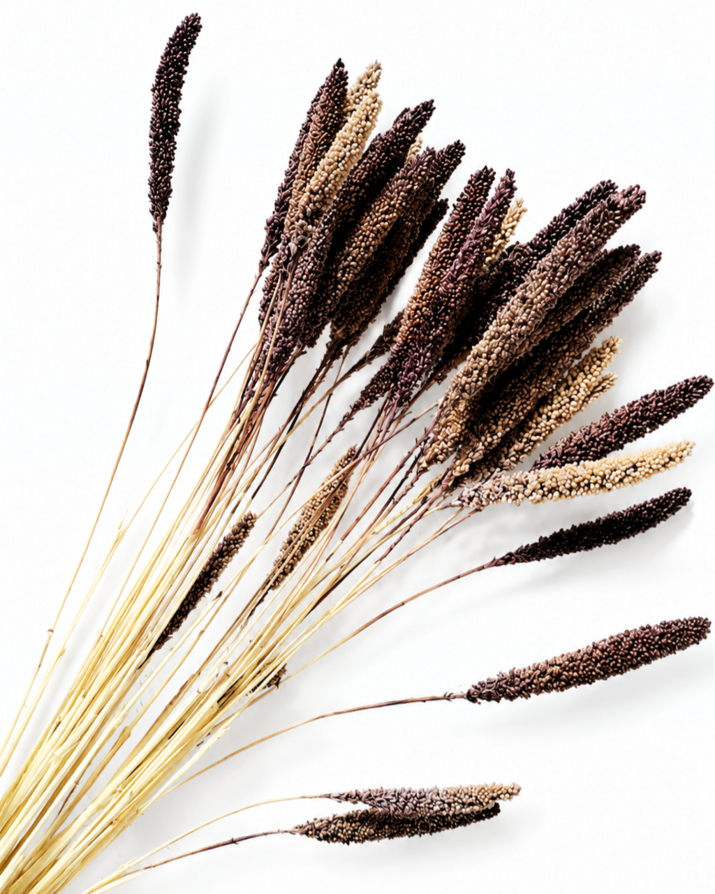 Natural dried purple-brown Setaria stems arranged diagonally across a white backdrop, showing full stem length up to 55 cm.
