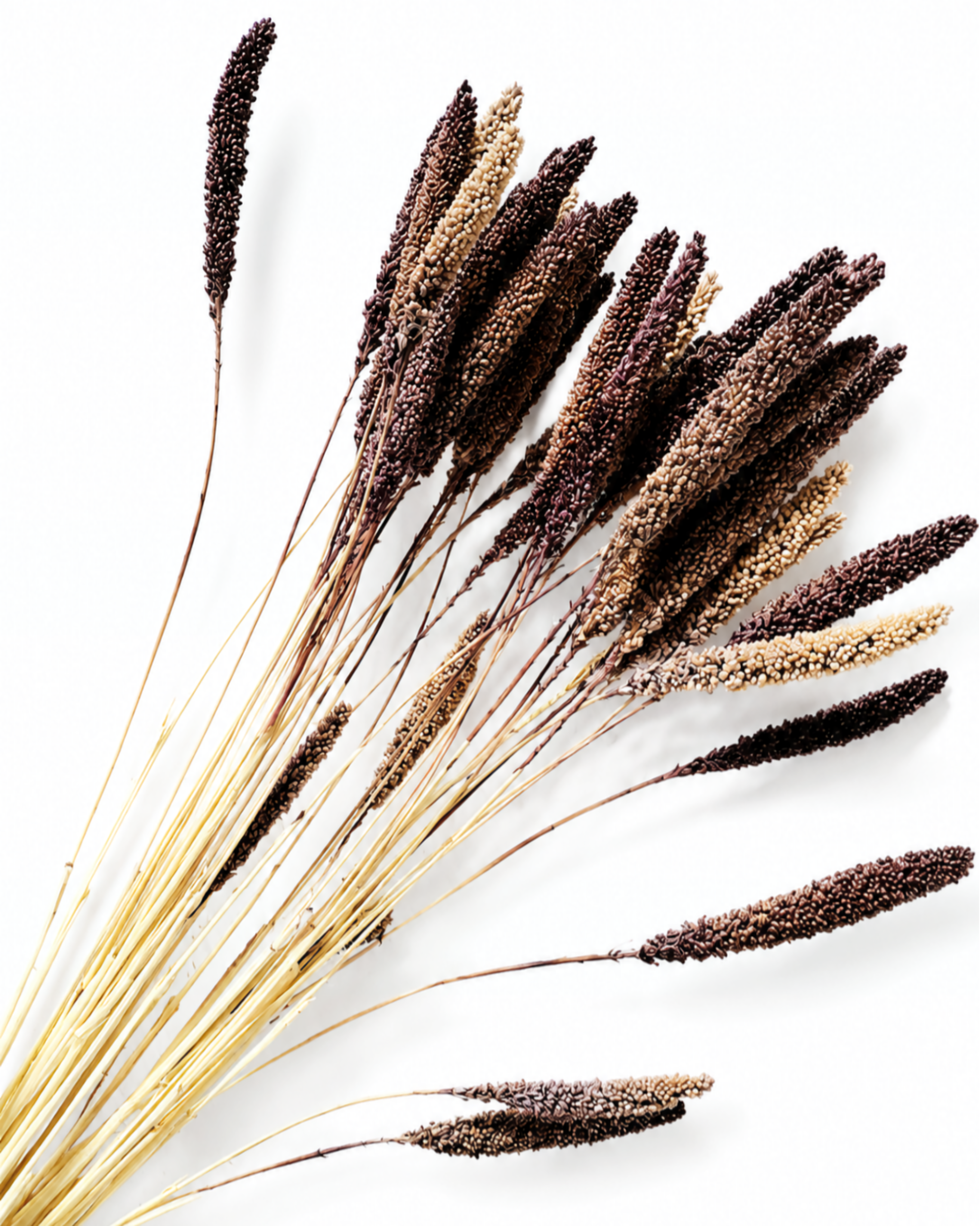 Natural dried purple-brown Setaria stems arranged diagonally across a white backdrop, showing full stem length up to 55 cm.
