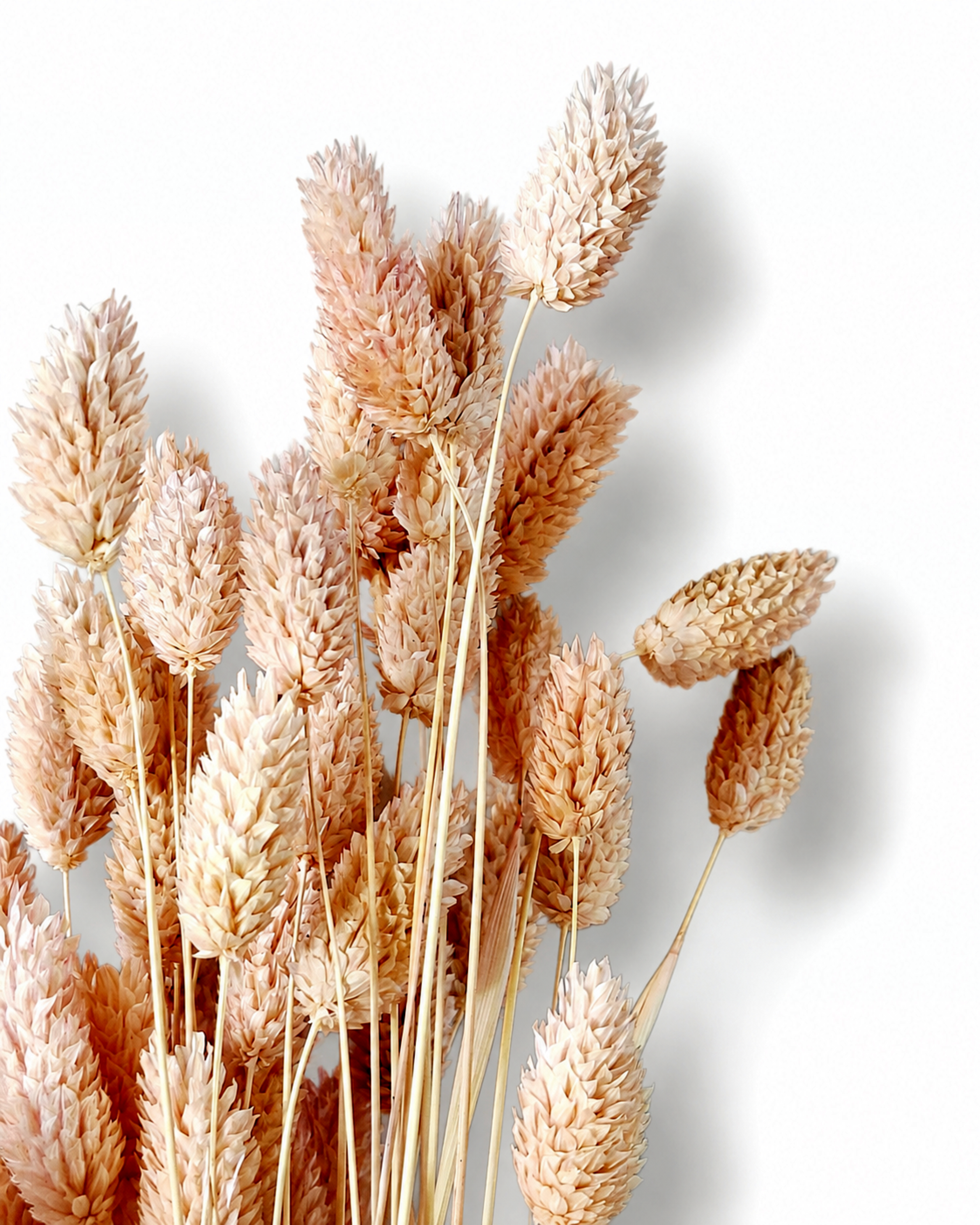 Detailed close-up photo of delicate soft pink-peach Phalaris seed heads displaying fine botanical texture in studio light.
