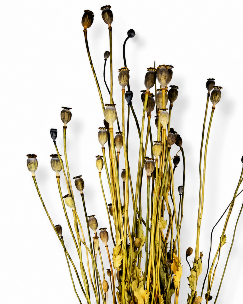 Close-up texture details of natural dried poppy seed heads showing unique crown caps
