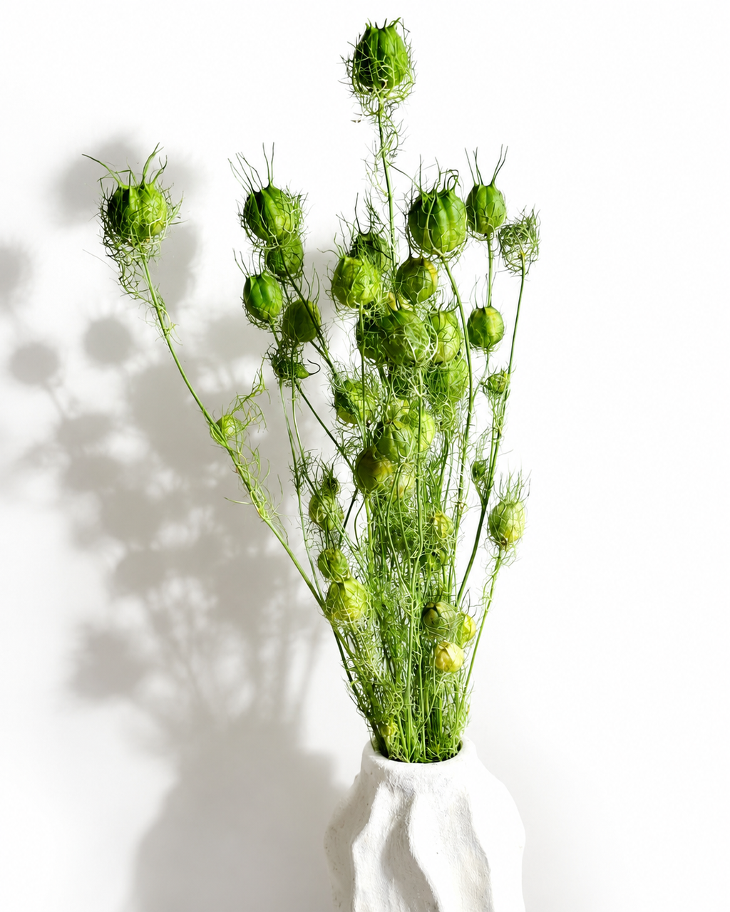 Bright Green Nigella Pods