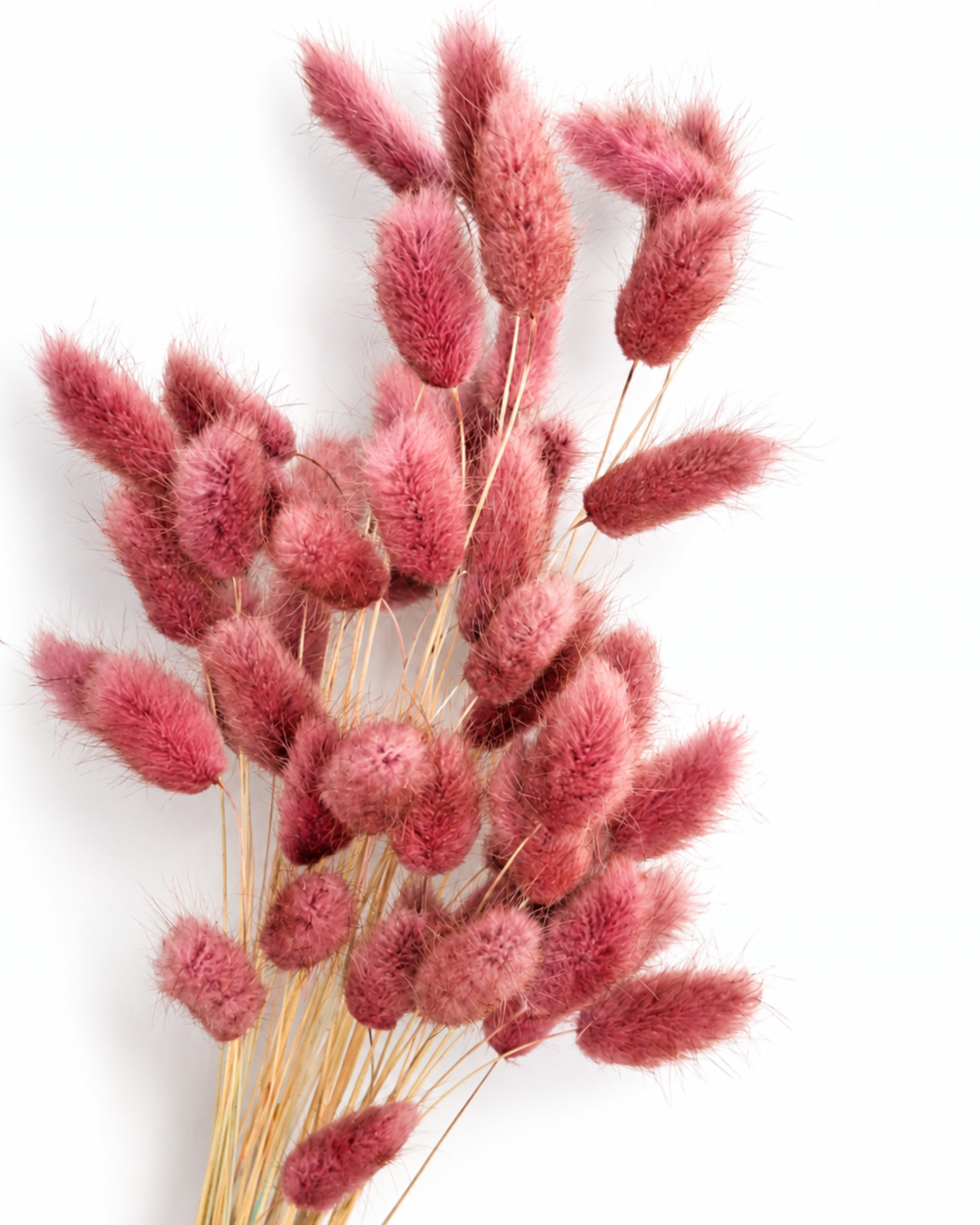 Vertical shot of dried pink lagurus ovatus bouquet, medium head size, 40-45 cm long stems for botanical vase decor.