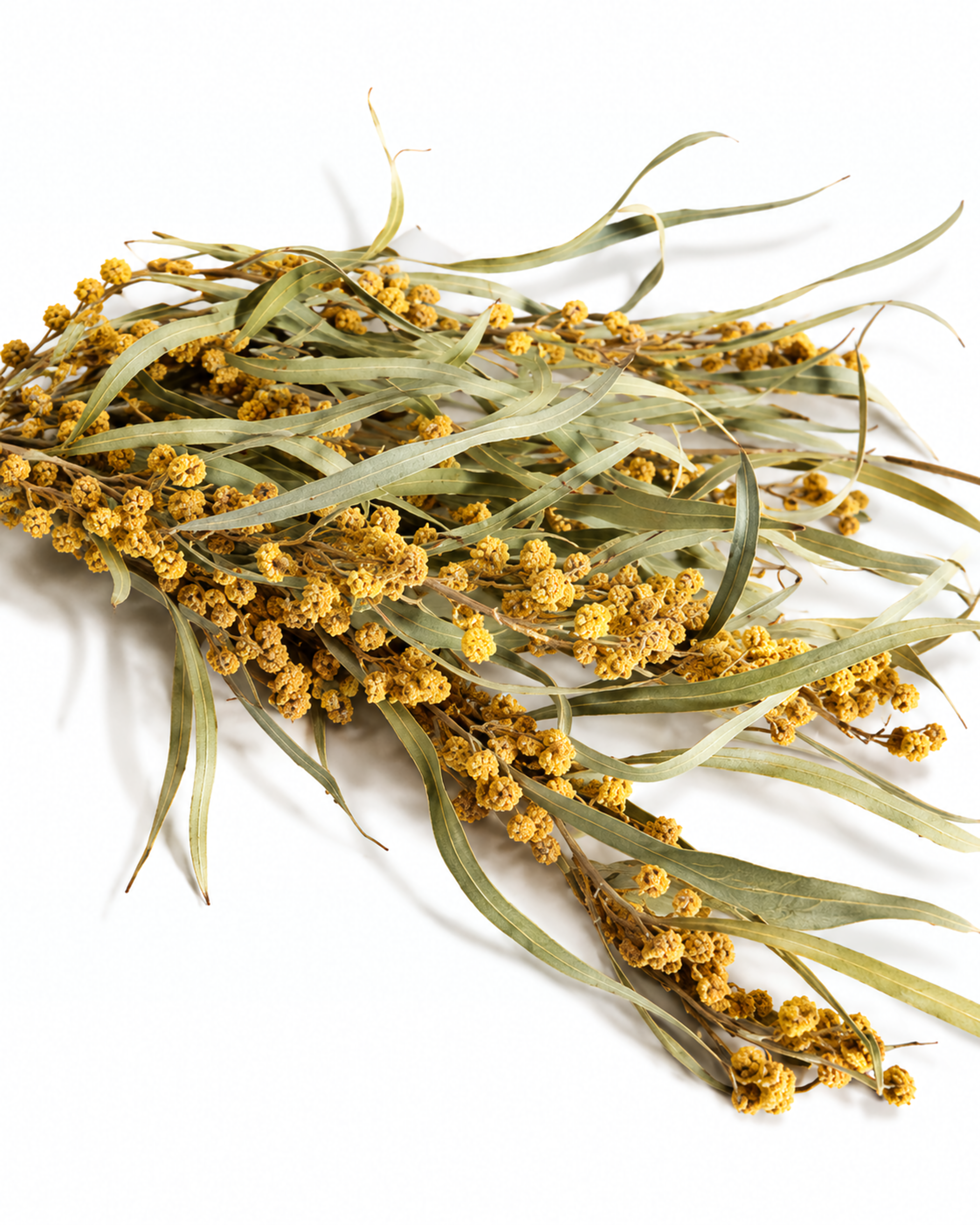 A bundle of natural dried yellow Mimosa branches laying diagonally across a white background showing green foliage and golden blooms.
